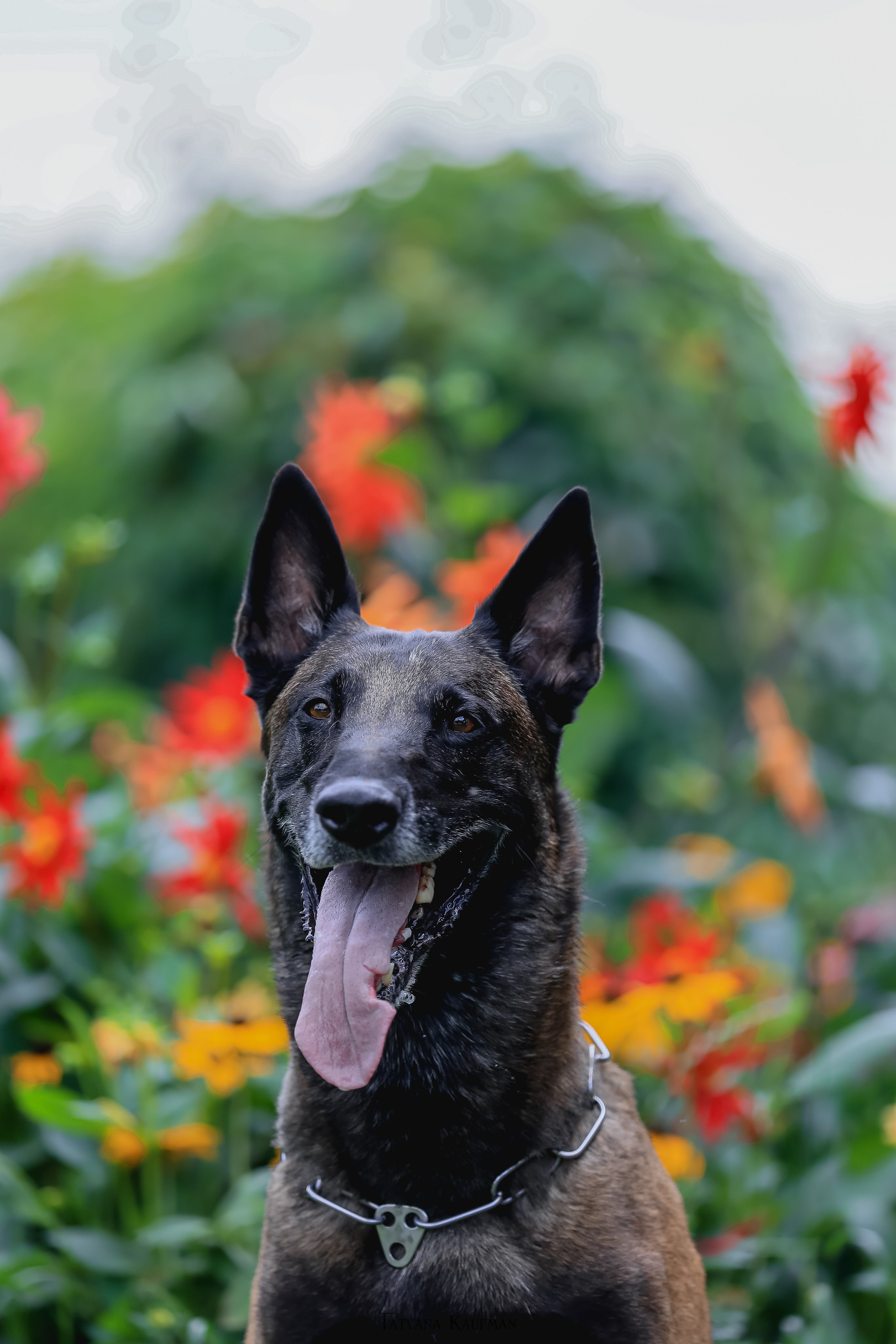 Фотосессия Малинуа. Фотограф Анималист из Новосибирска Татьяна Кауфман