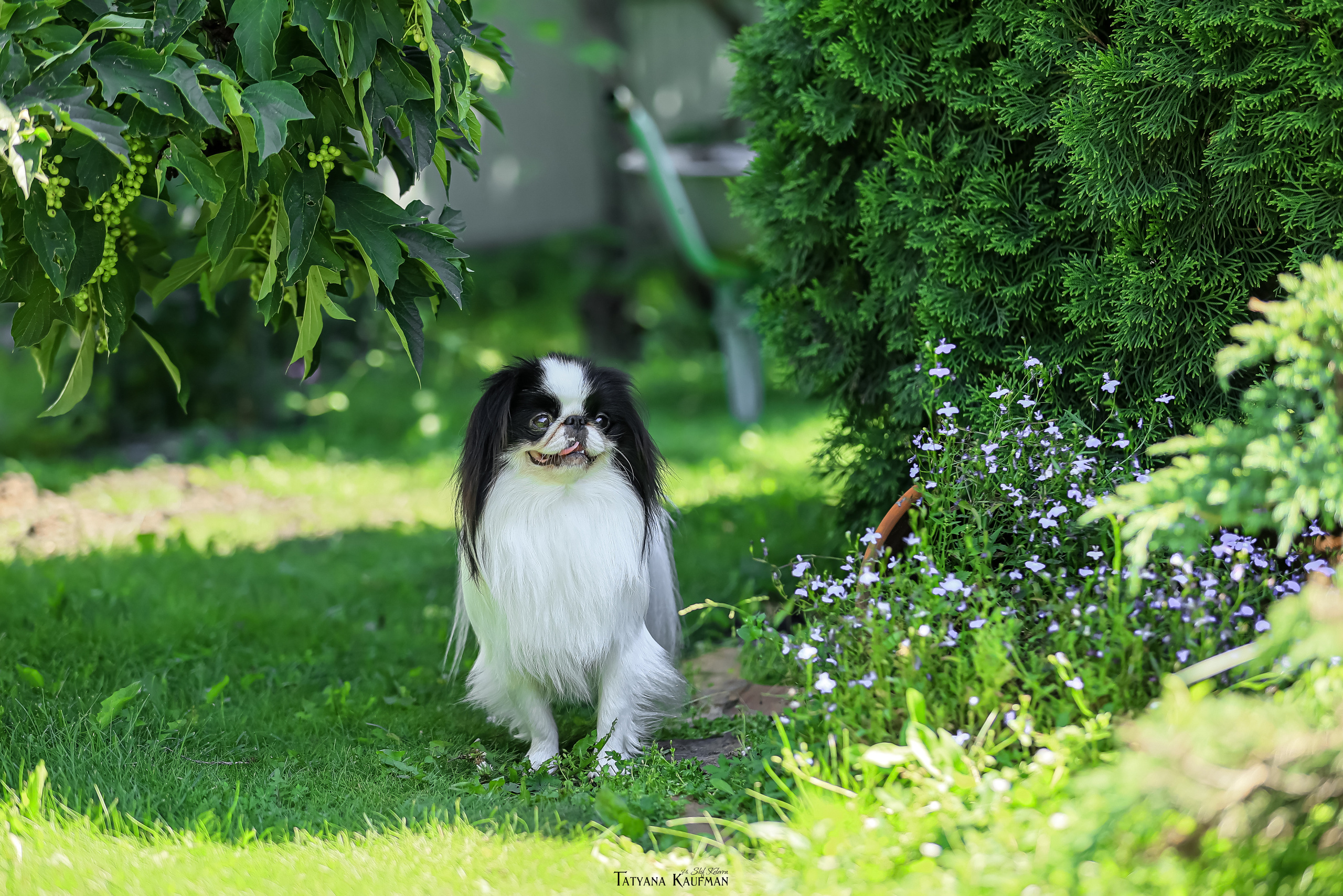 Японский хин, фотография японский хин, собака в цветах, красивая собака, фотограф анималист, фотокурс Анималистика, научиться фотографировать собак, фотограф Новосибирск