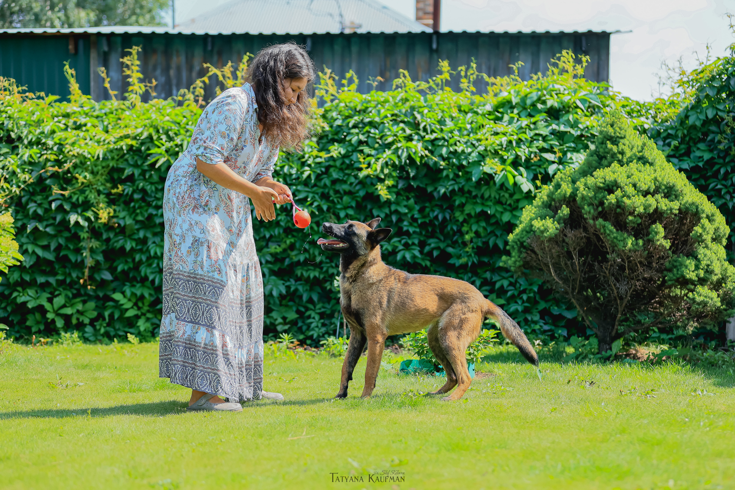 Фотосессия Малинуа. Фотограф Анималист из Новосибирска Татьяна Кауфман