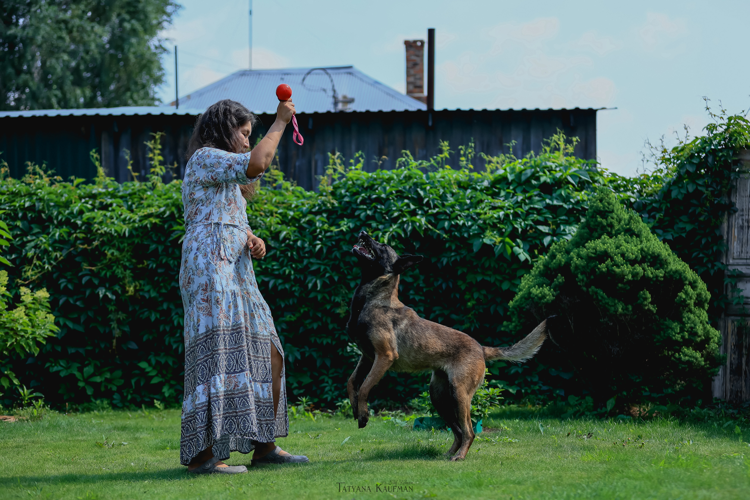 Фотосессия Малинуа. Фотограф Анималист из Новосибирска Татьяна Кауфман
