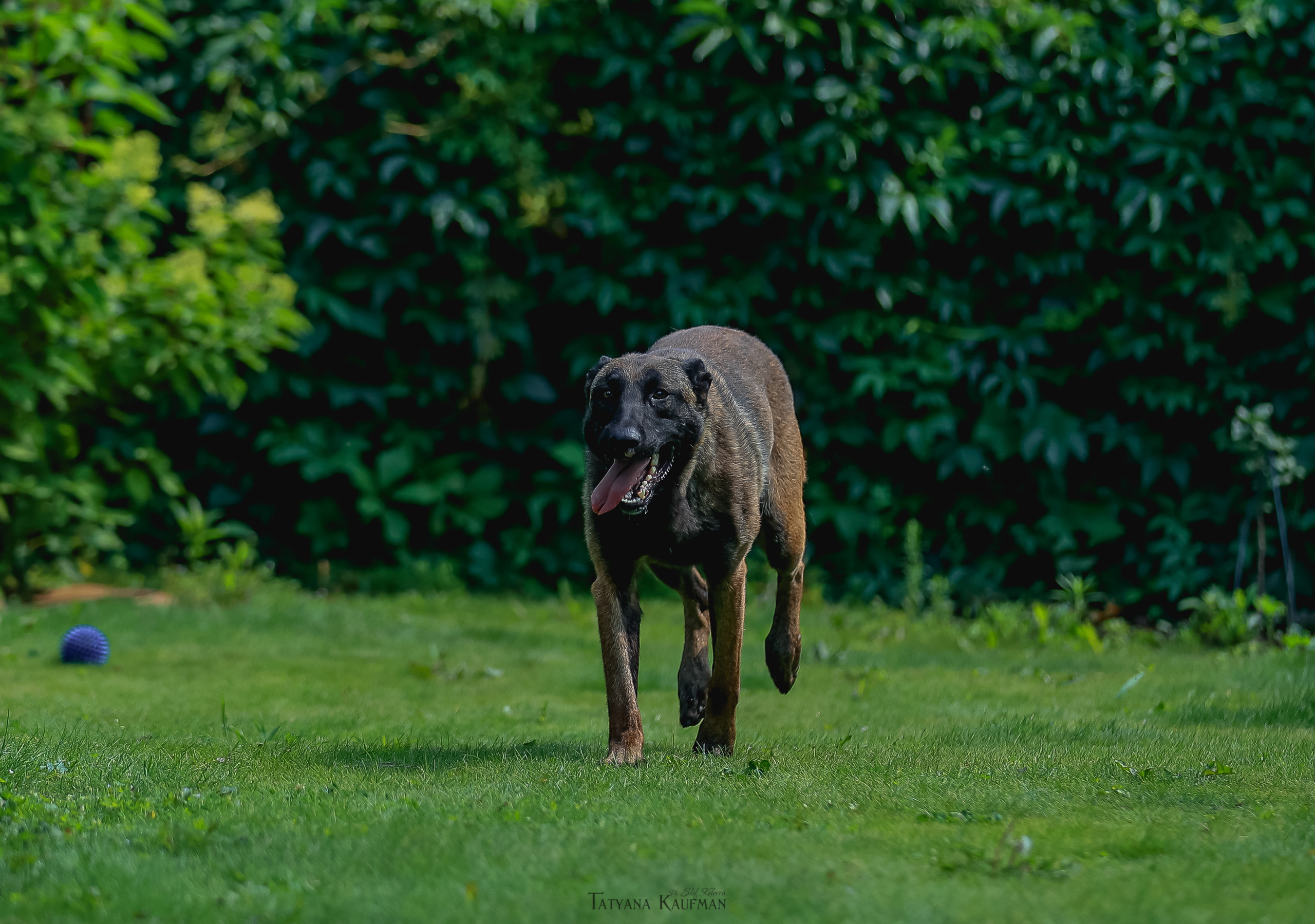 Фотосессия Малинуа. Фотограф Анималист из Новосибирска Татьяна Кауфман
