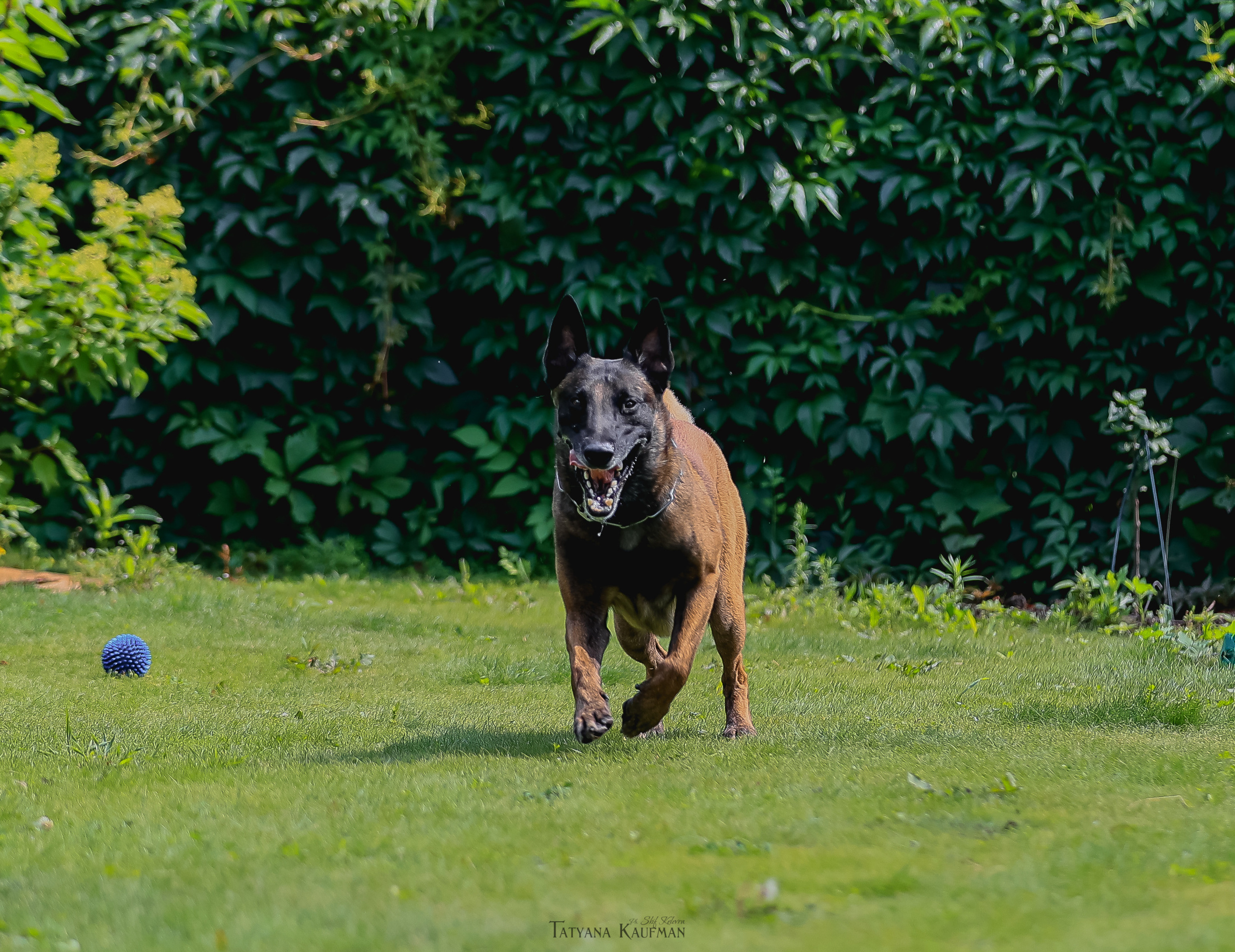 Фотосессия Малинуа. Фотограф Анималист из Новосибирска Татьяна Кауфман
