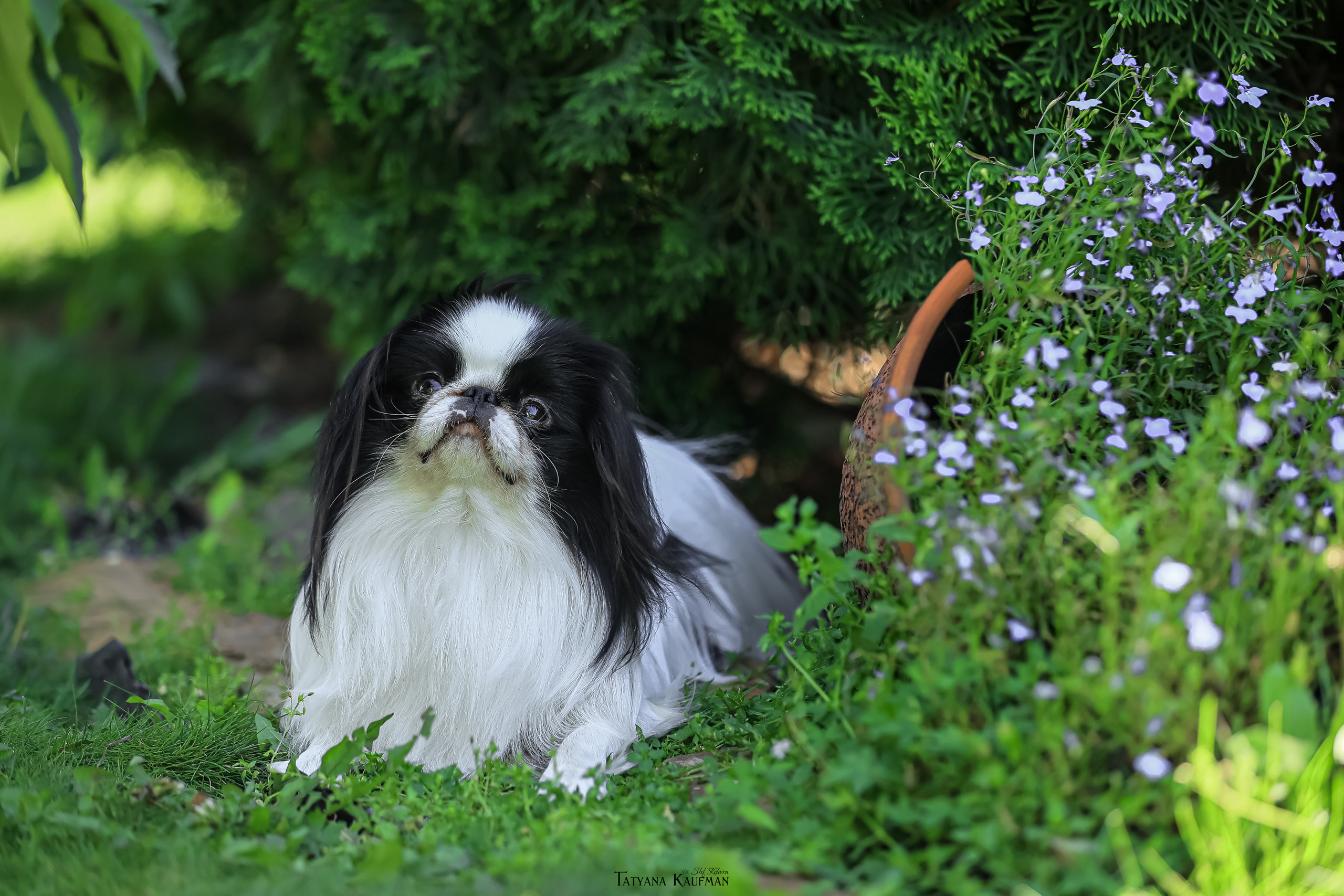 Японский хин, фотография японский хин, собака в цветах, красивая собака, фотограф анималист, фотокурс Анималистика, научиться фотографировать собак, фотограф Новосибирск