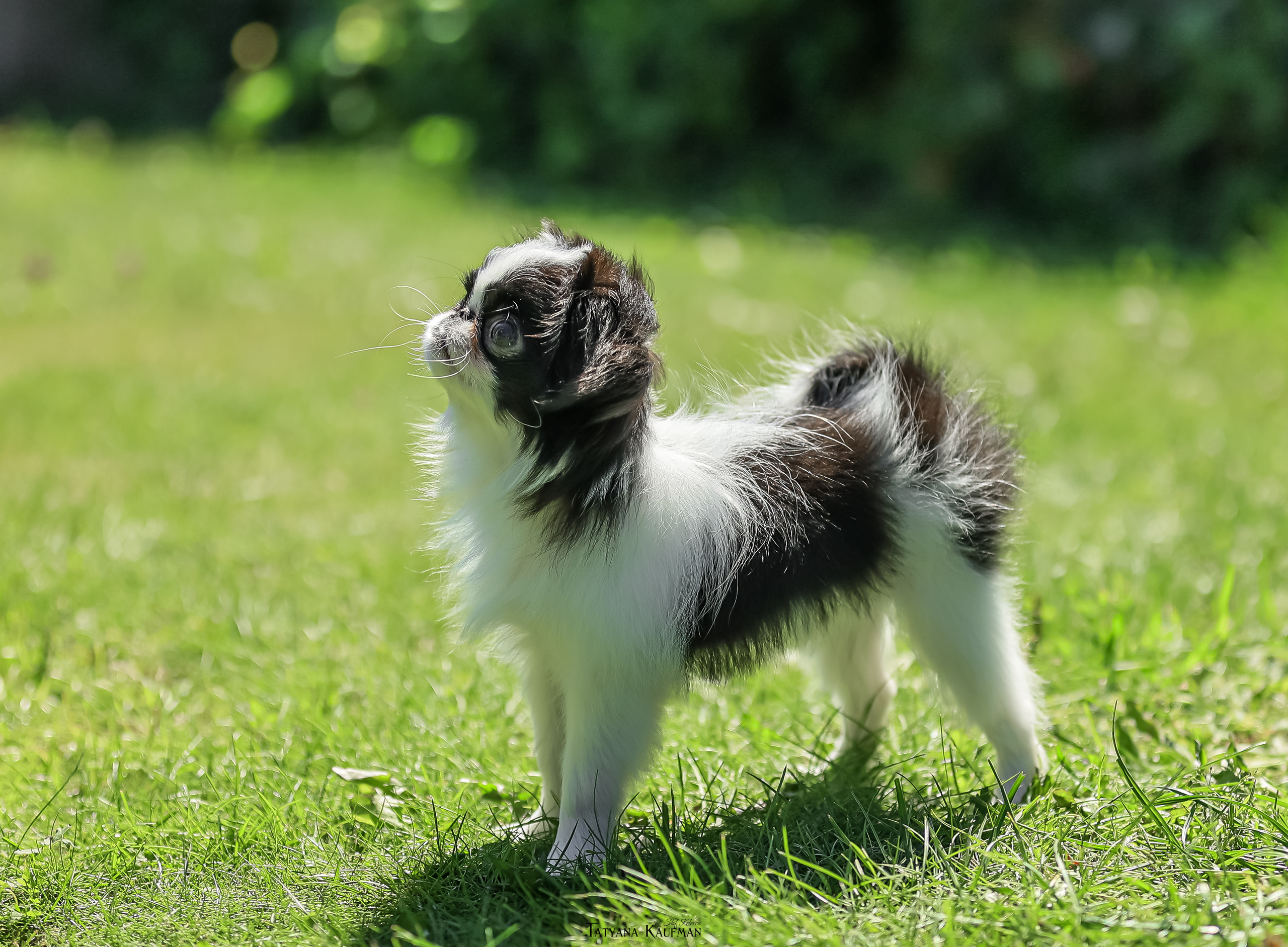 Японский хин, фотография японский хин, собака в цветах, красивая собака, фотограф анималист, фотокурс Анималистика, научиться фотографировать собак, фотограф Новосибирск