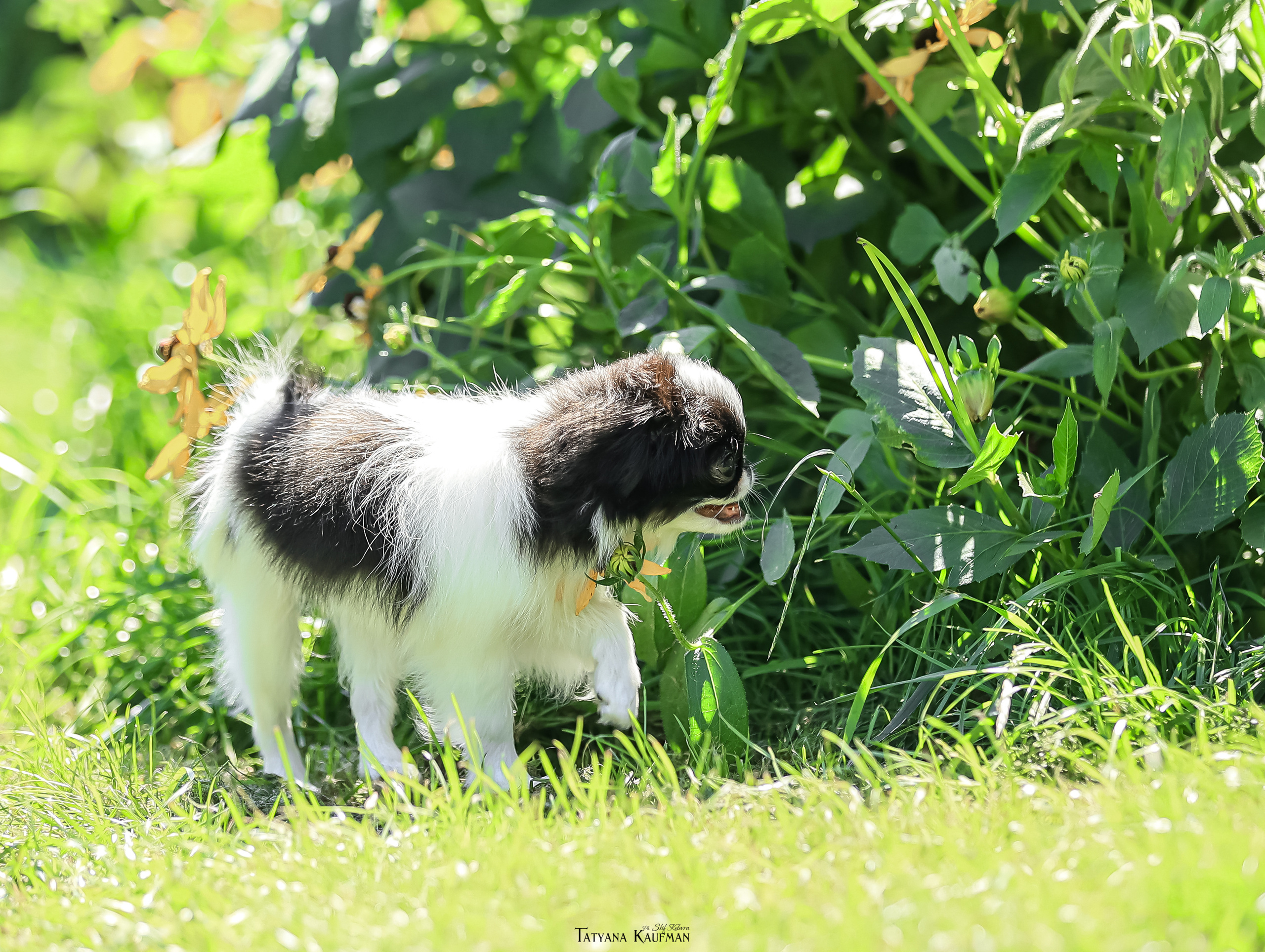 Японский хин, фотография японский хин, собака в цветах, красивая собака, фотограф анималист, фотокурс Анималистика, научиться фотографировать собак, фотограф Новосибирск