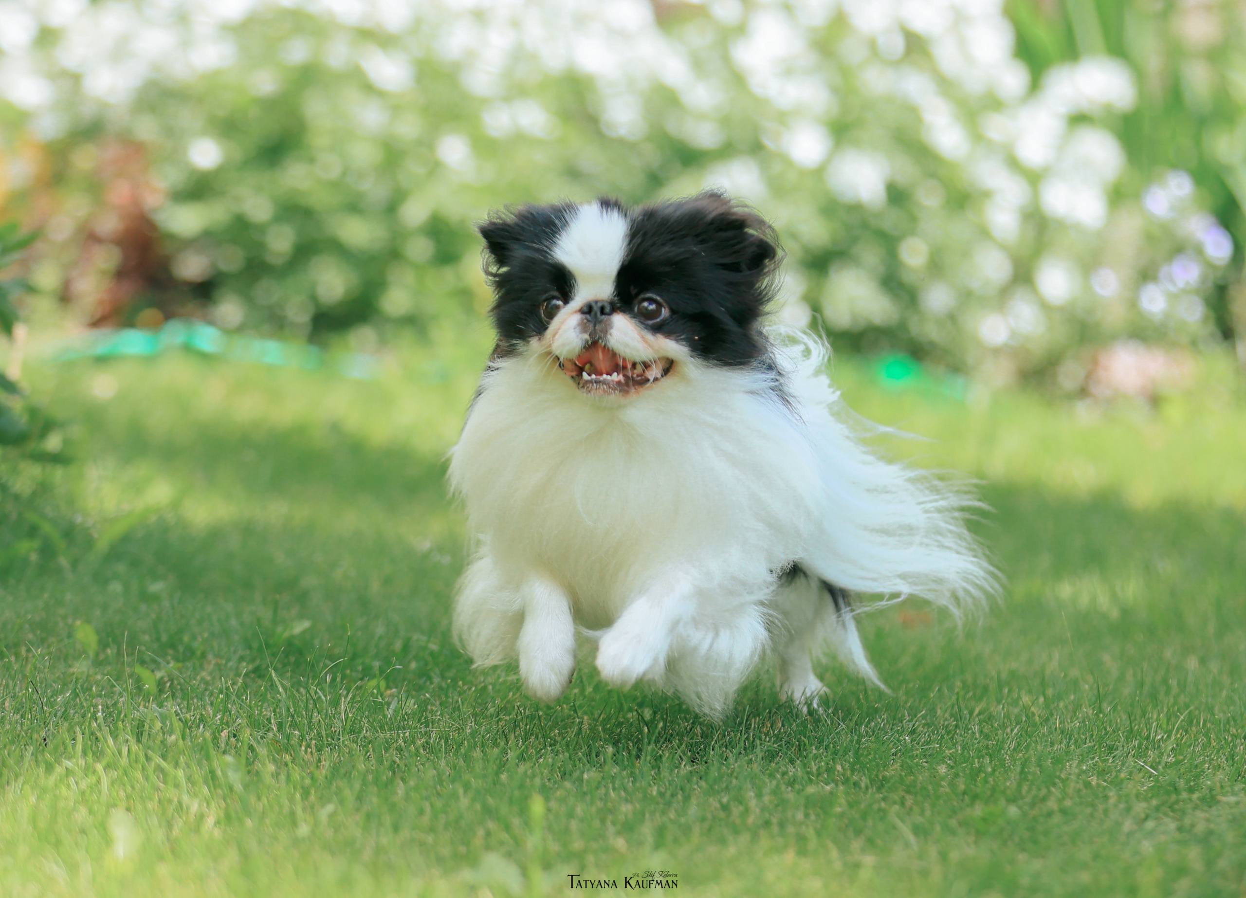 Фотосъемка японских хинов. Фотограф Анималист из Новосибирска Татьяна Кауфман
