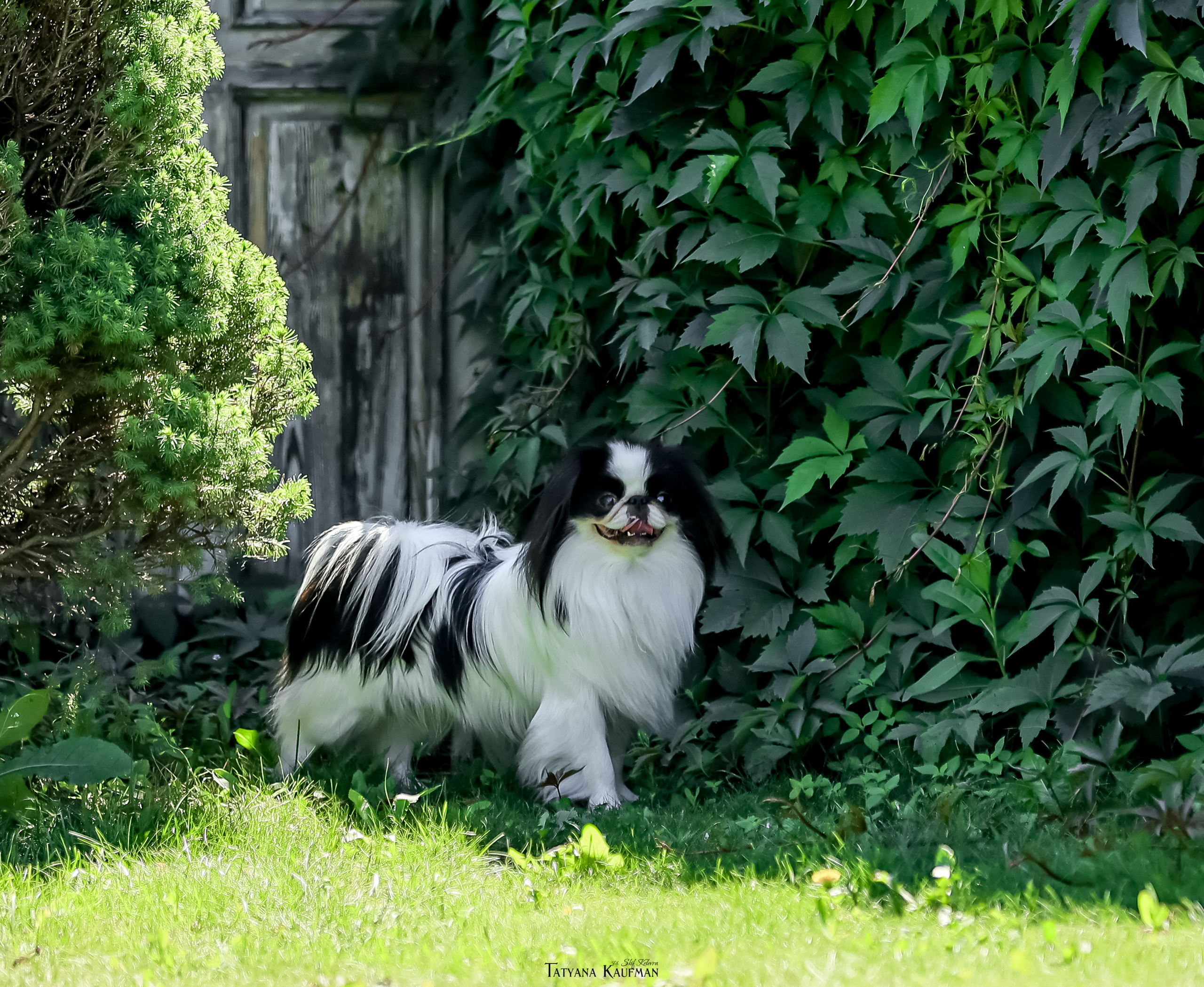 Японский хин, фотография японский хин, собака в цветах, красивая собака, фотограф анималист, фотокурс Анималистика, научиться фотографировать собак, фотограф Новосибирск