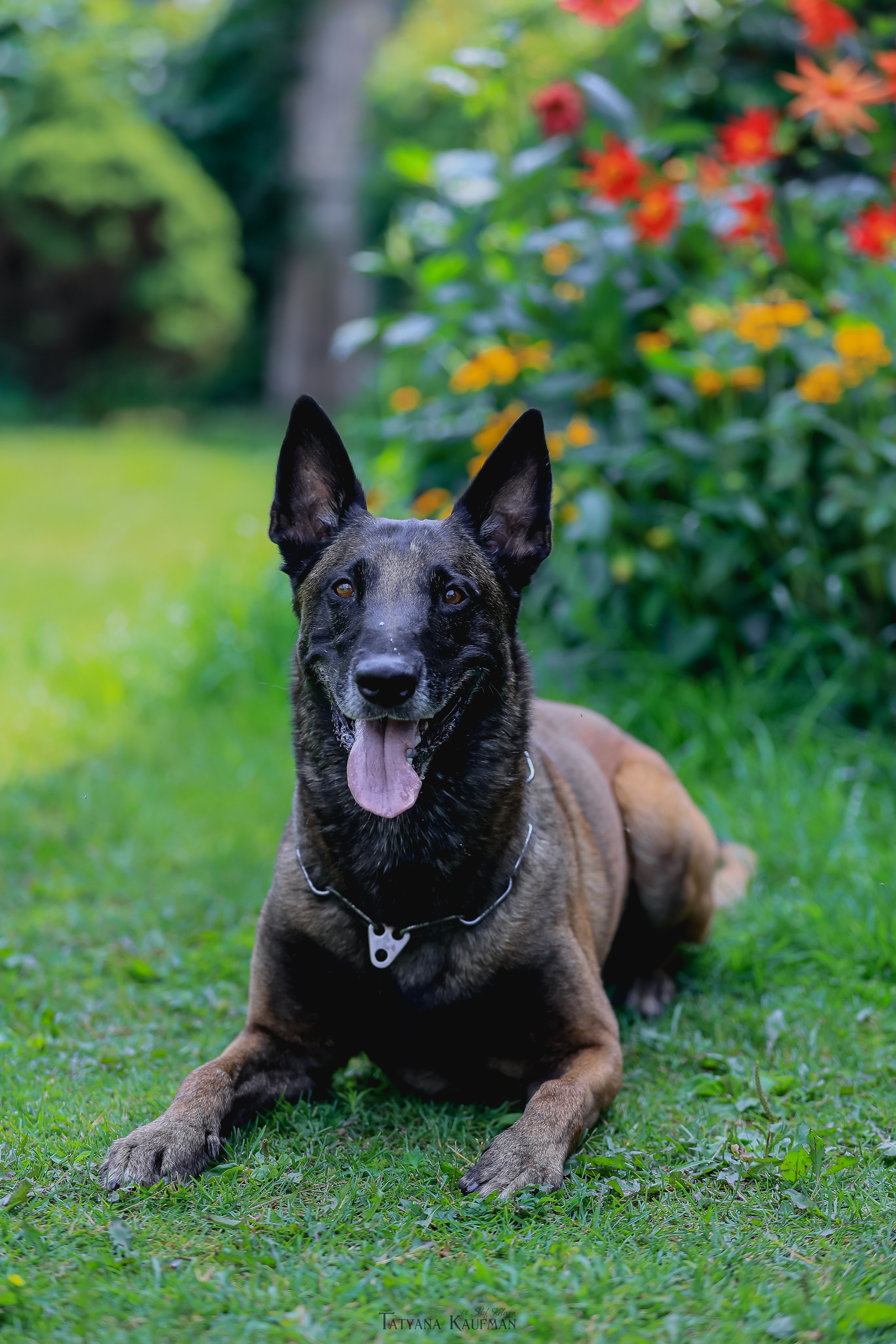 Фотосессия Малинуа. Фотограф Анималист из Новосибирска Татьяна Кауфман