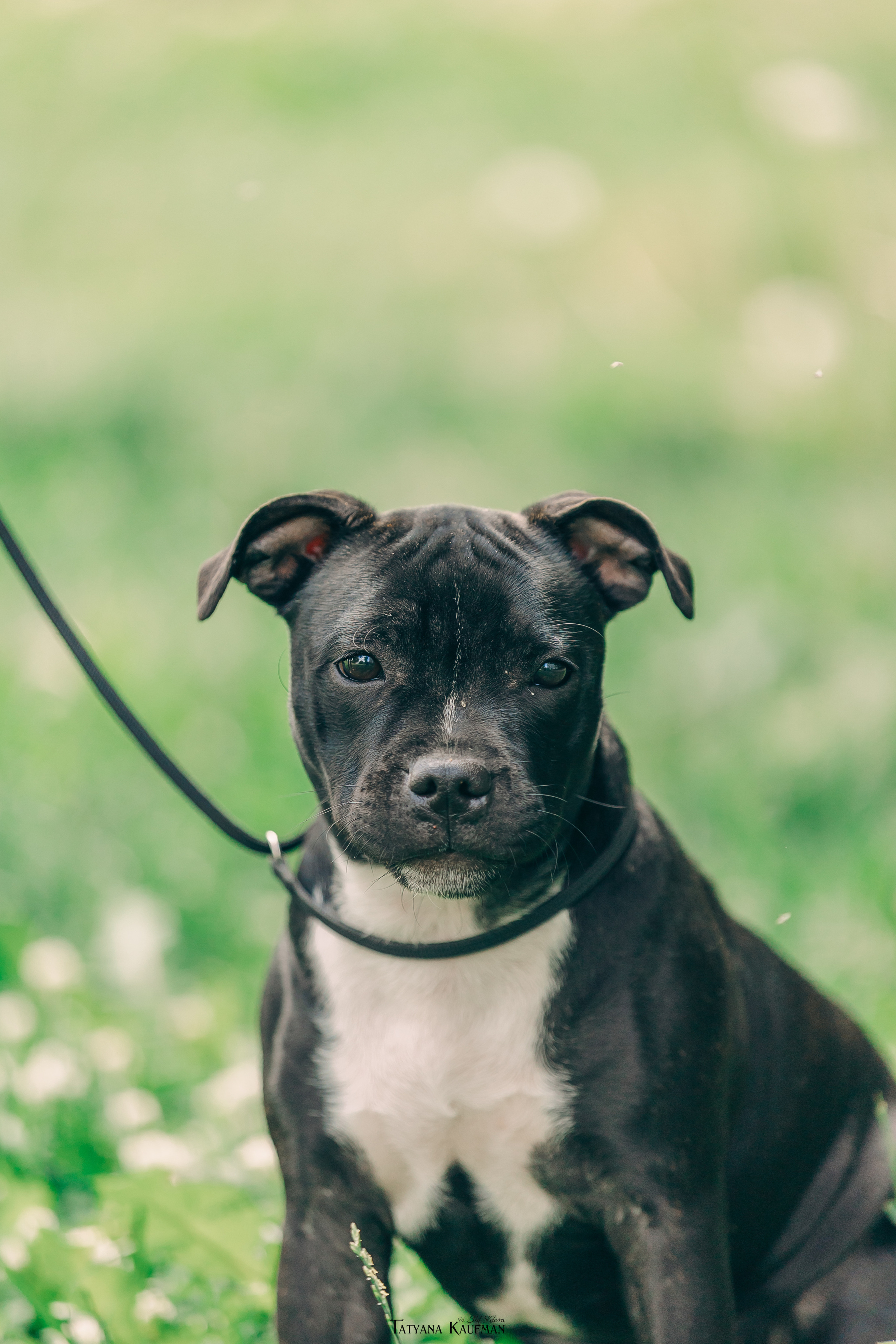 Фотосъемка стаффи. Фотограф Анималист из Новосибирска Татьяна Кауфман