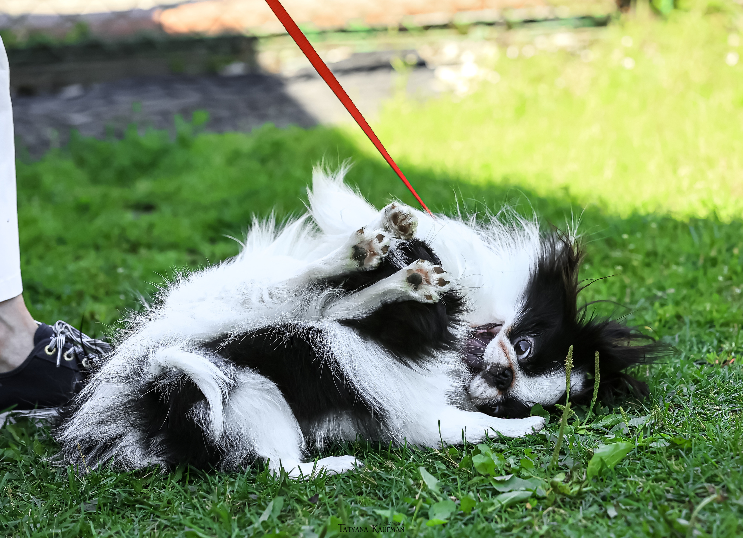 Японский хин, фотография японский хин, собака в цветах, красивая собака, фотограф анималист, фотокурс Анималистика, научиться фотографировать собак, фотограф Новосибирск