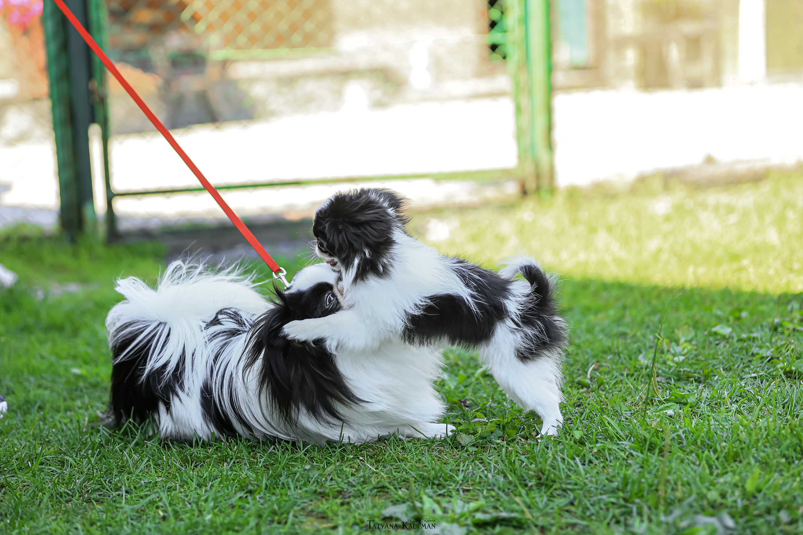 Японский хин, фотография японский хин, собака в цветах, красивая собака, фотограф анималист, фотокурс Анималистика, научиться фотографировать собак, фотограф Новосибирск