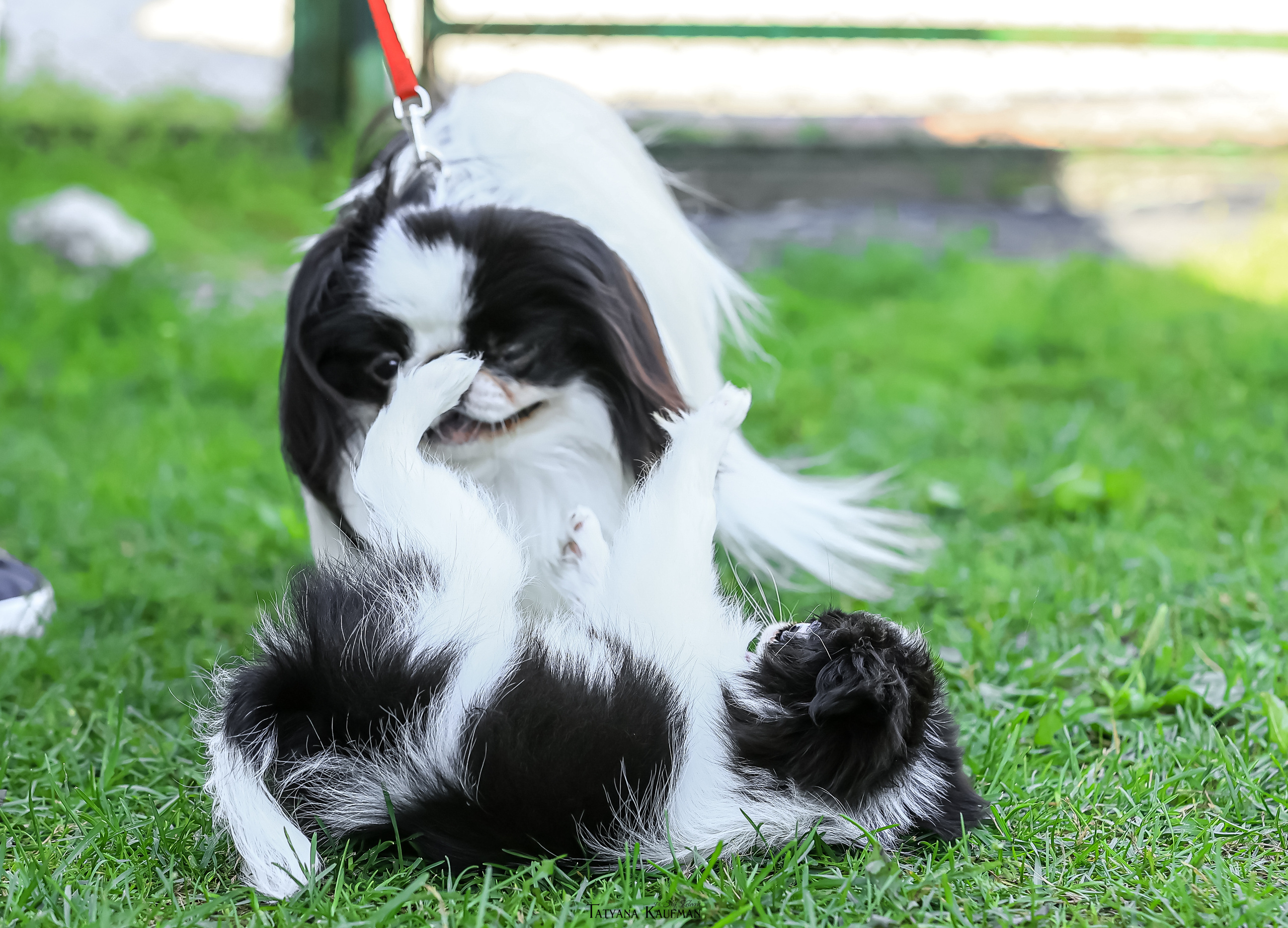 Японский хин, фотография японский хин, собака в цветах, красивая собака, фотограф анималист, фотокурс Анималистика, научиться фотографировать собак, фотограф Новосибирск