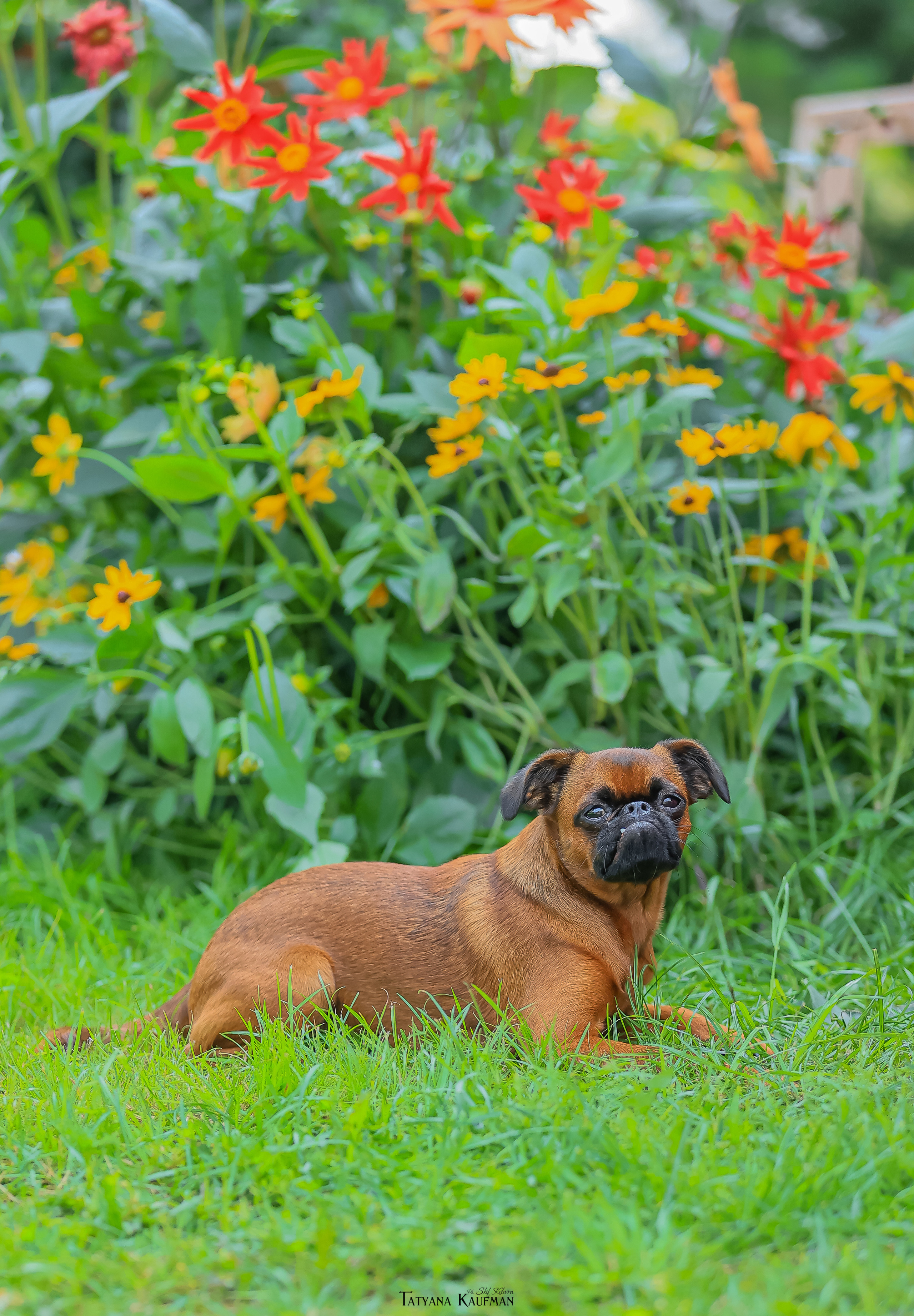 Малый брабансон, фотография брабансон, красивая собака, фотограф анималист, фотокурс Анималистика, научиться фотографировать собак, фотограф Новосибирск