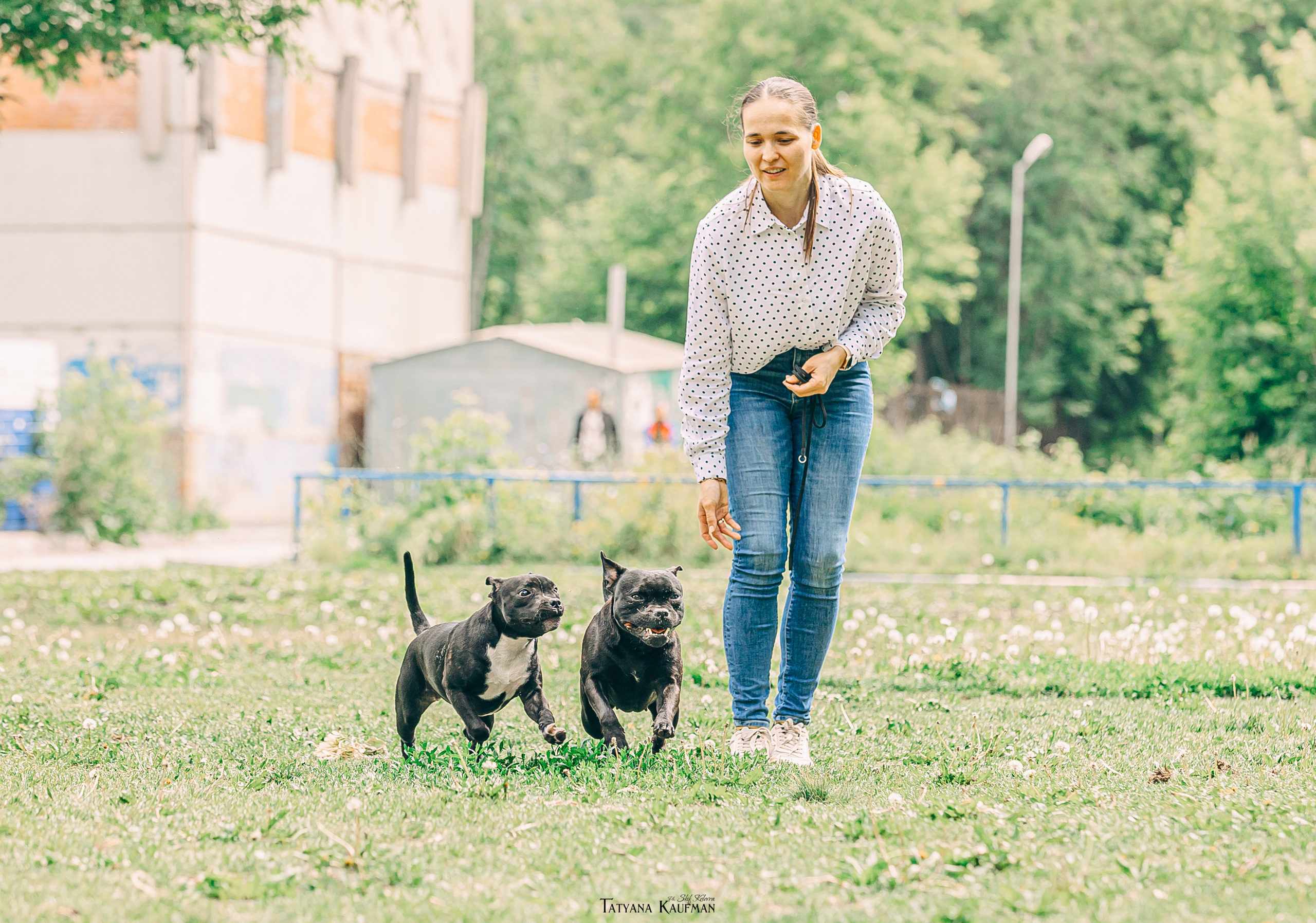 Фотосъемка стаффи. Фотограф Анималист из Новосибирска Татьяна Кауфман