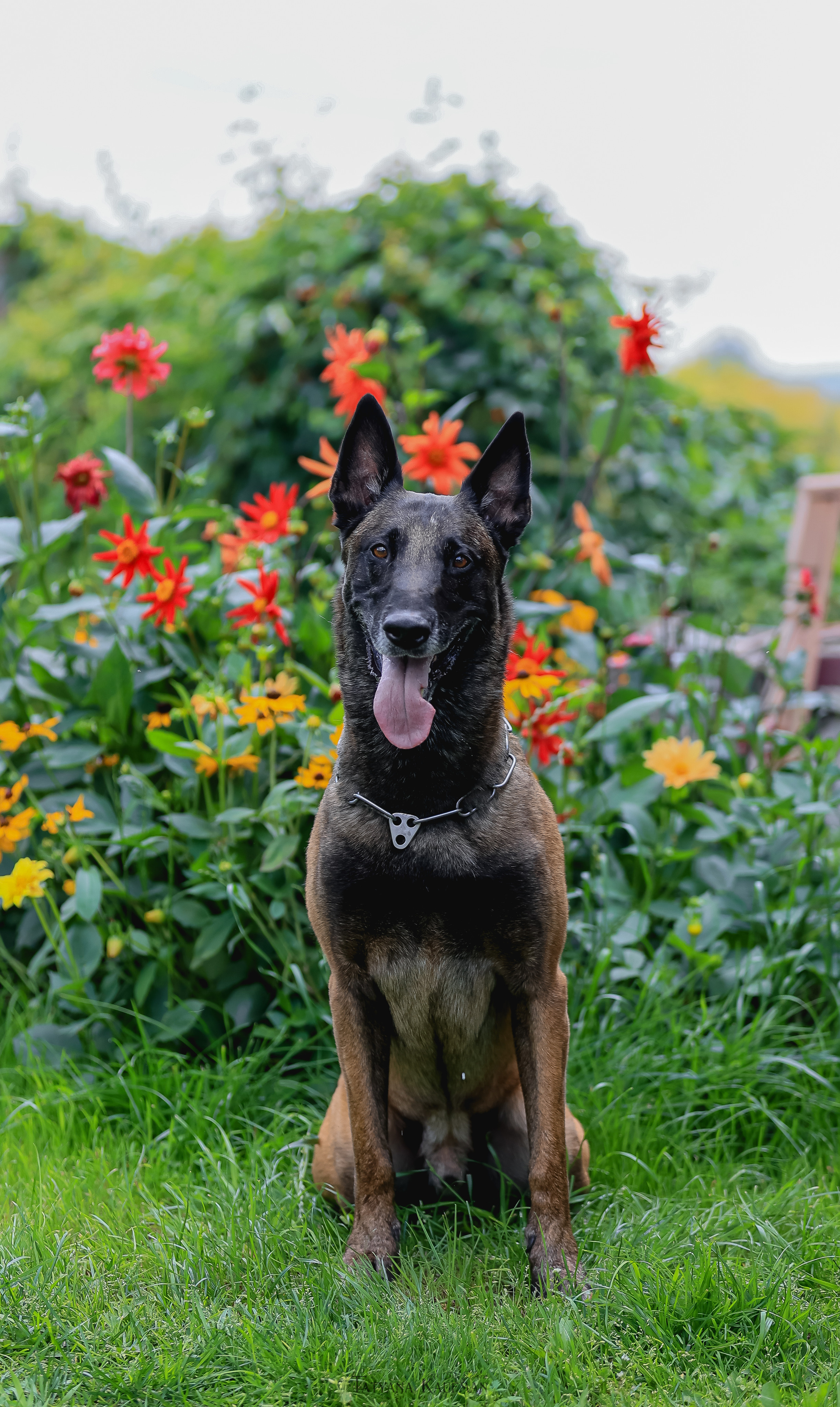 Фотосессия Малинуа. Фотограф Анималист из Новосибирска Татьяна Кауфман