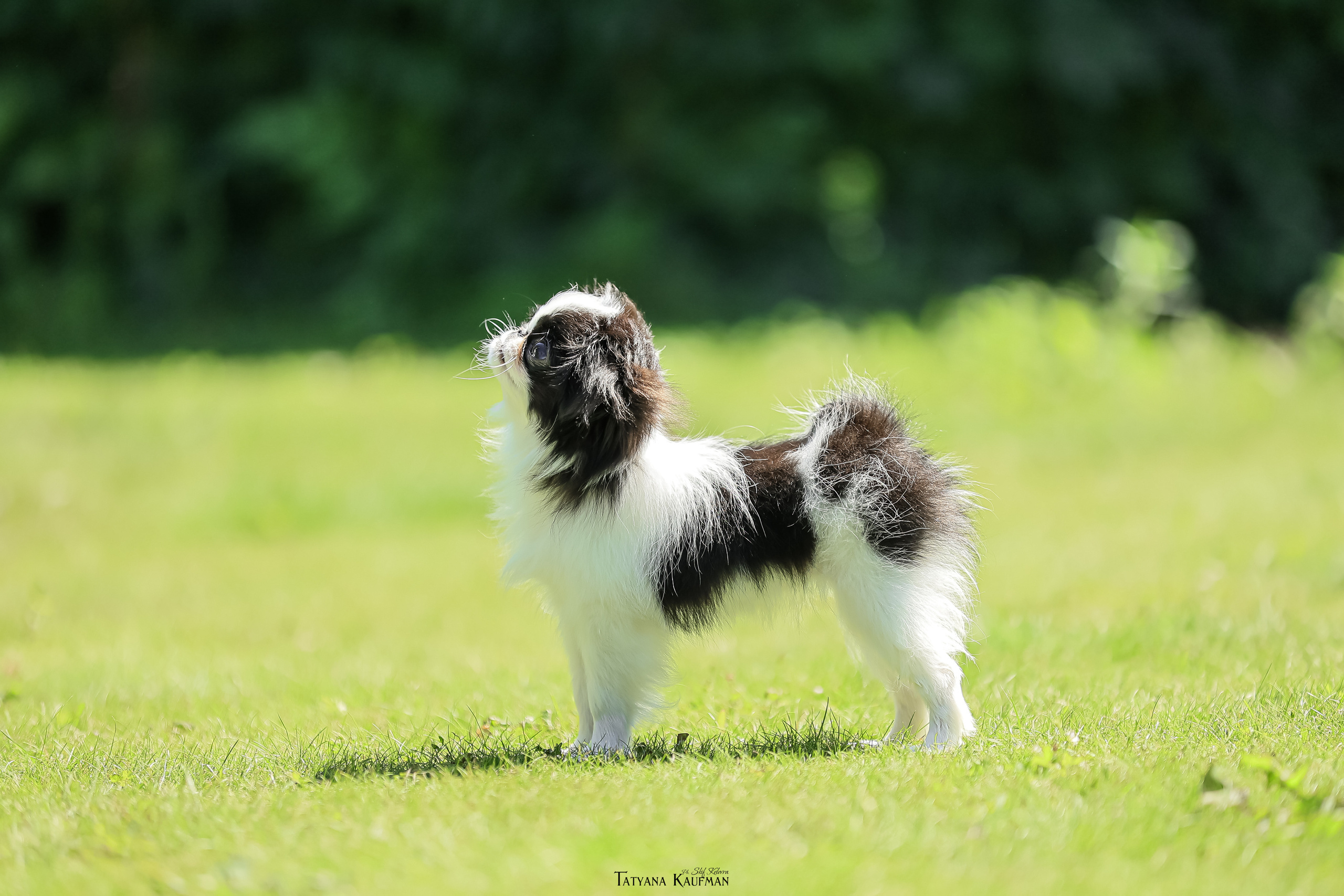 Японский хин, фотография японский хин, собака в цветах, красивая собака, фотограф анималист, фотокурс Анималистика, научиться фотографировать собак, фотограф Новосибирск