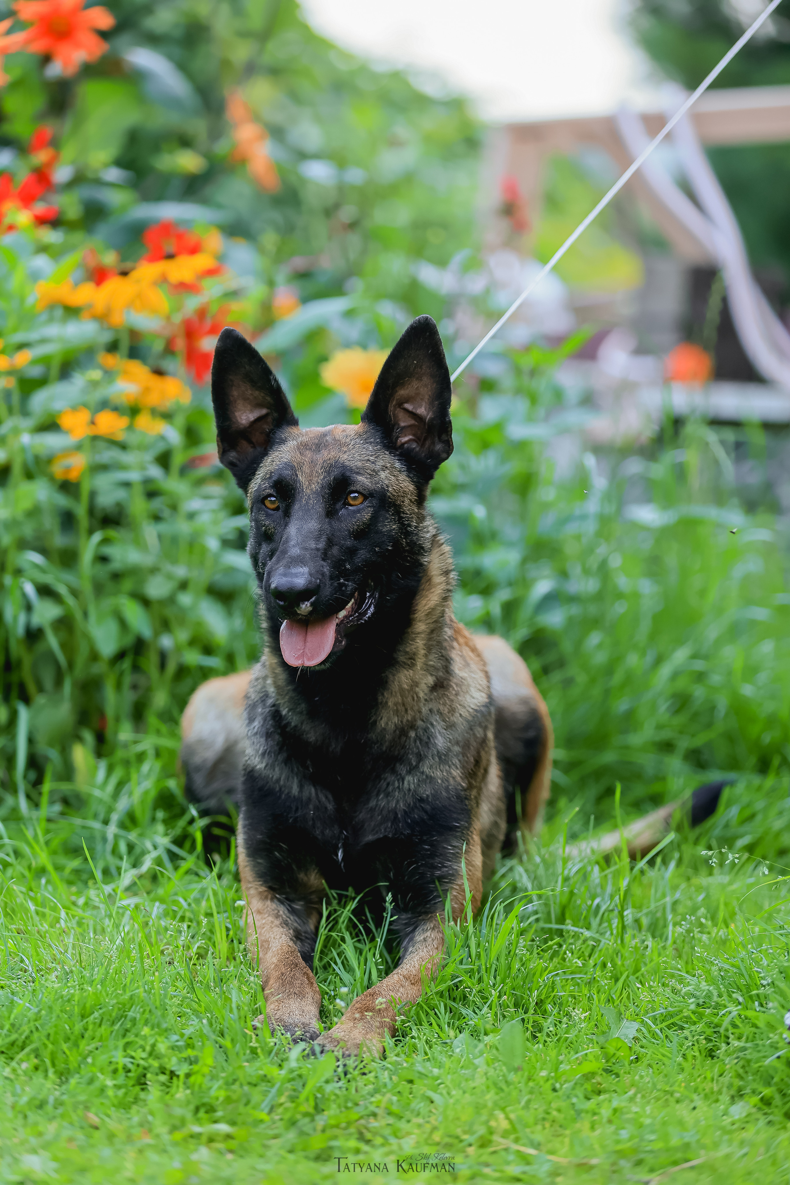 Фотосессия Малинуа. Фотограф Анималист из Новосибирска Татьяна Кауфман