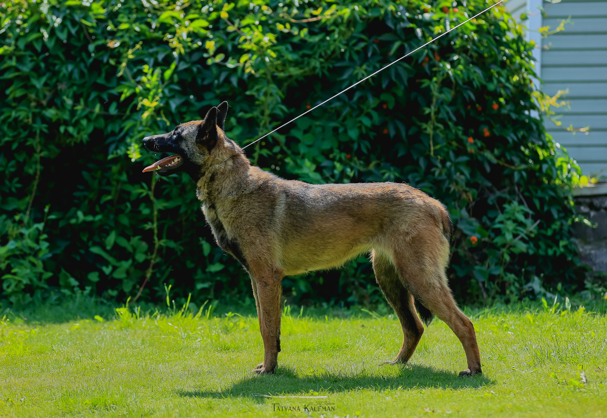 Фотосессия Малинуа. Фотограф Анималист из Новосибирска Татьяна Кауфман