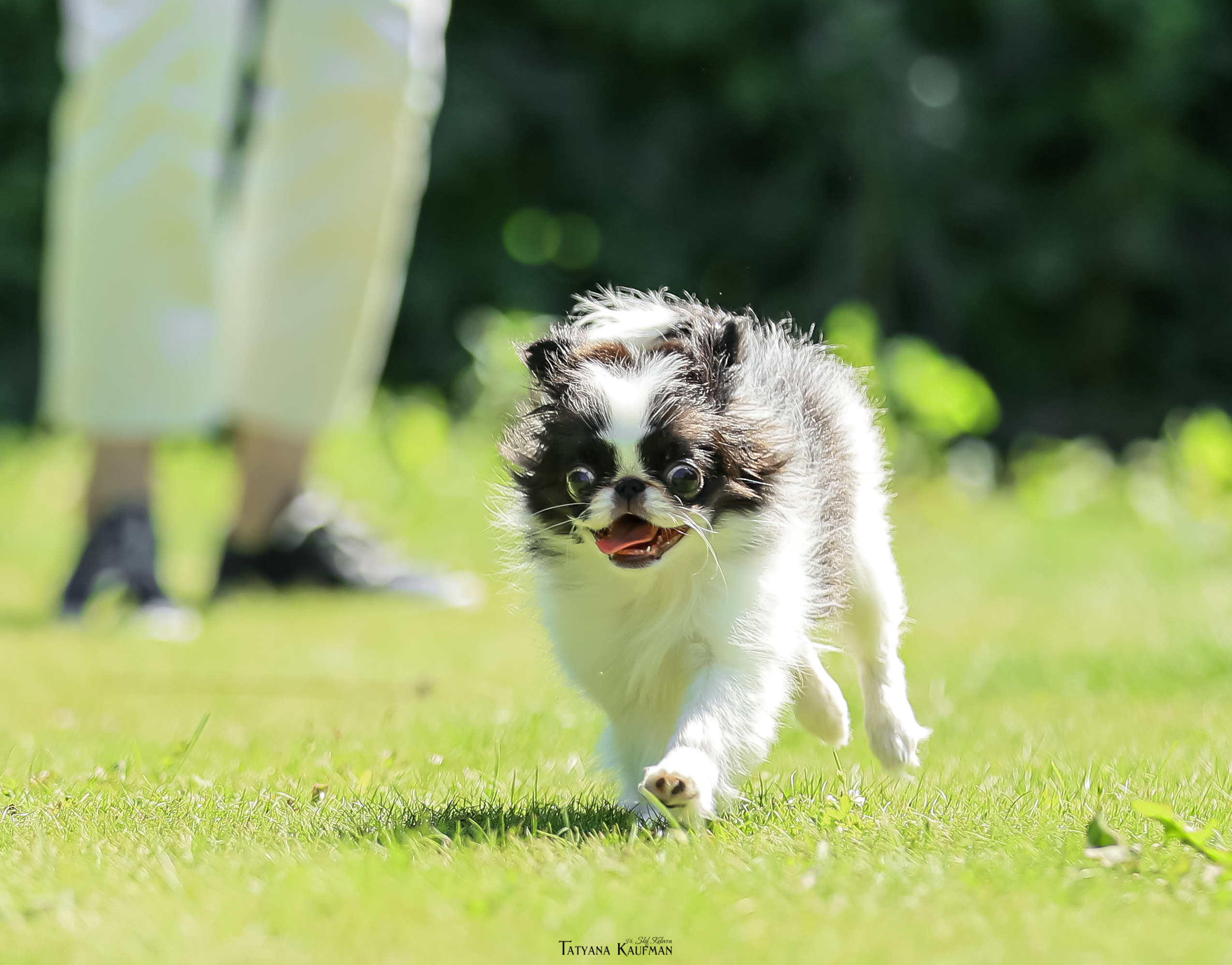 Японский хин, фотография японский хин, собака в цветах, красивая собака, фотограф анималист, фотокурс Анималистика, научиться фотографировать собак, фотограф Новосибирск
