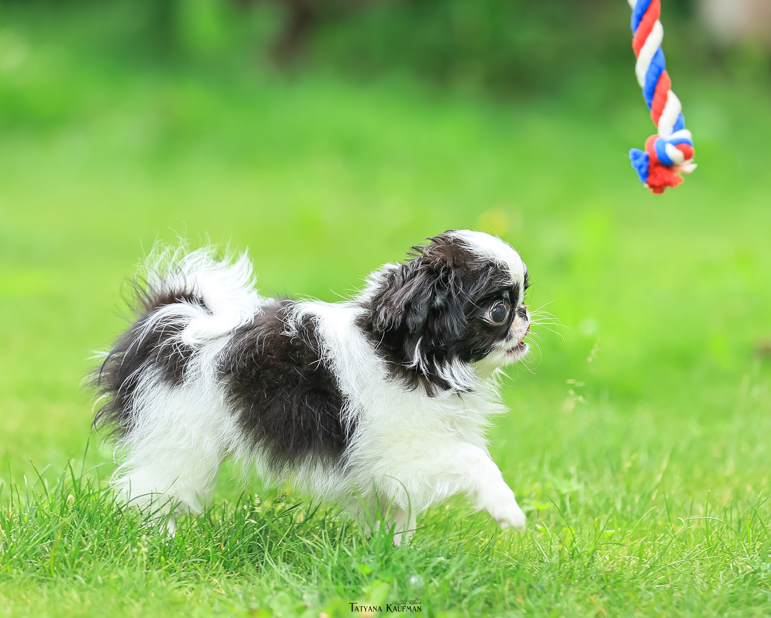 Фотосъемка японских хинов. Фотограф Анималист из Новосибирска Татьяна Кауфман