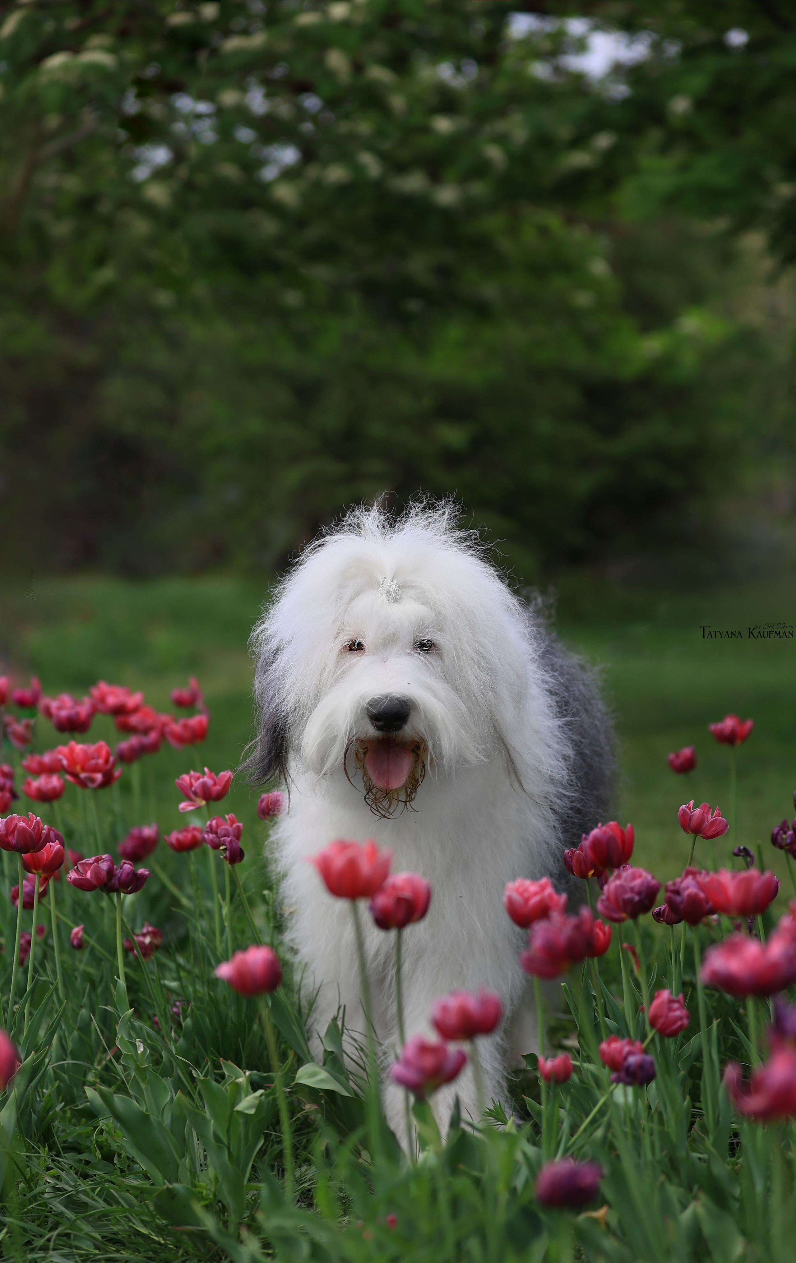Фотосъемка бобтейлов. Фотограф Анималист из Новосибирска Татьяна Кауфман
