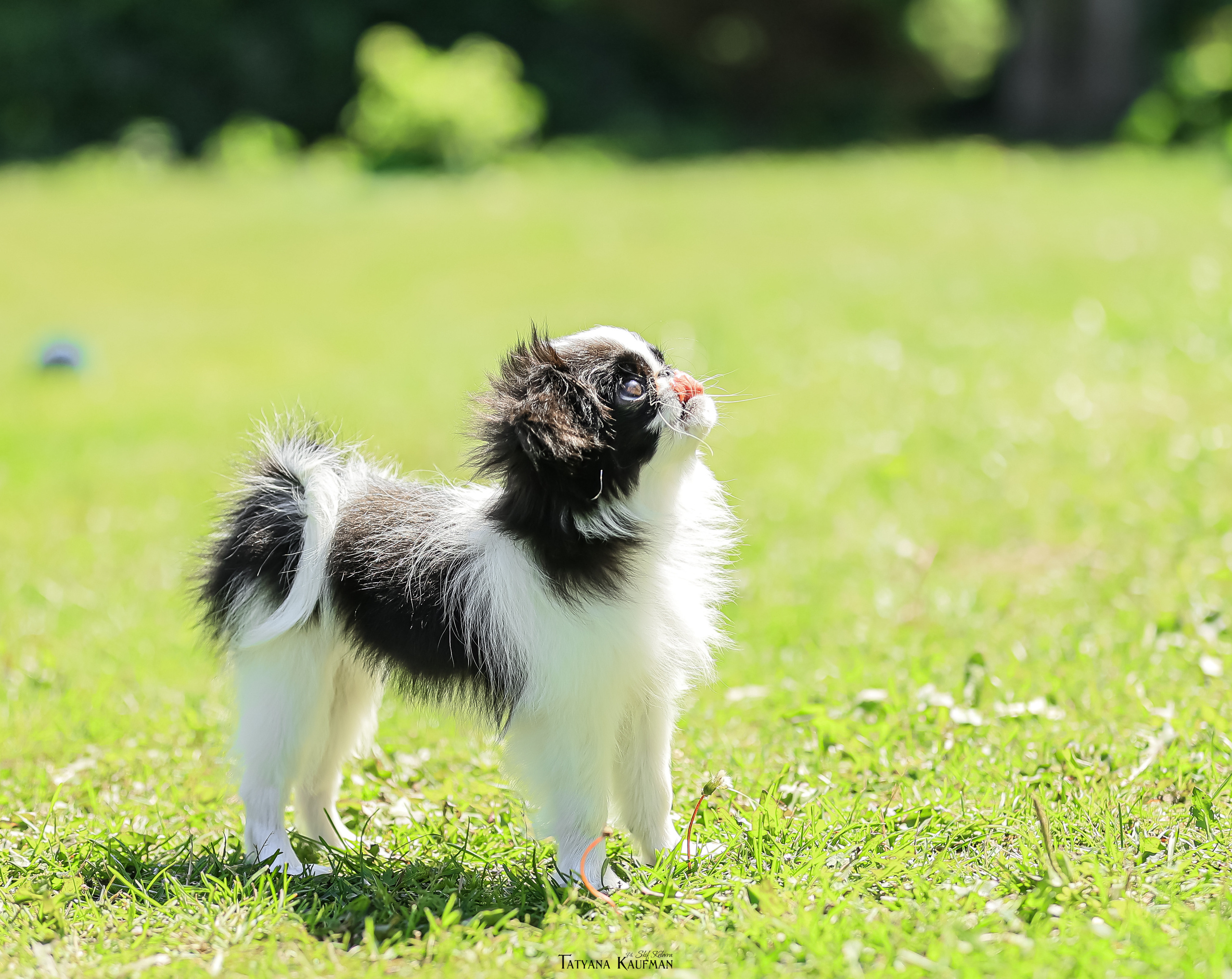 Японский хин, фотография японский хин, собака в цветах, красивая собака, фотограф анималист, фотокурс Анималистика, научиться фотографировать собак, фотограф Новосибирск
