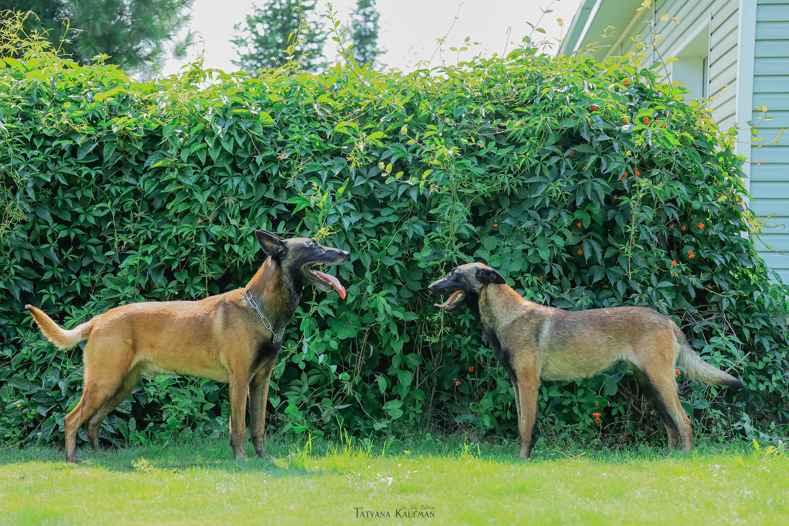 Фотосессия Малинуа. Фотограф Анималист из Новосибирска Татьяна Кауфман