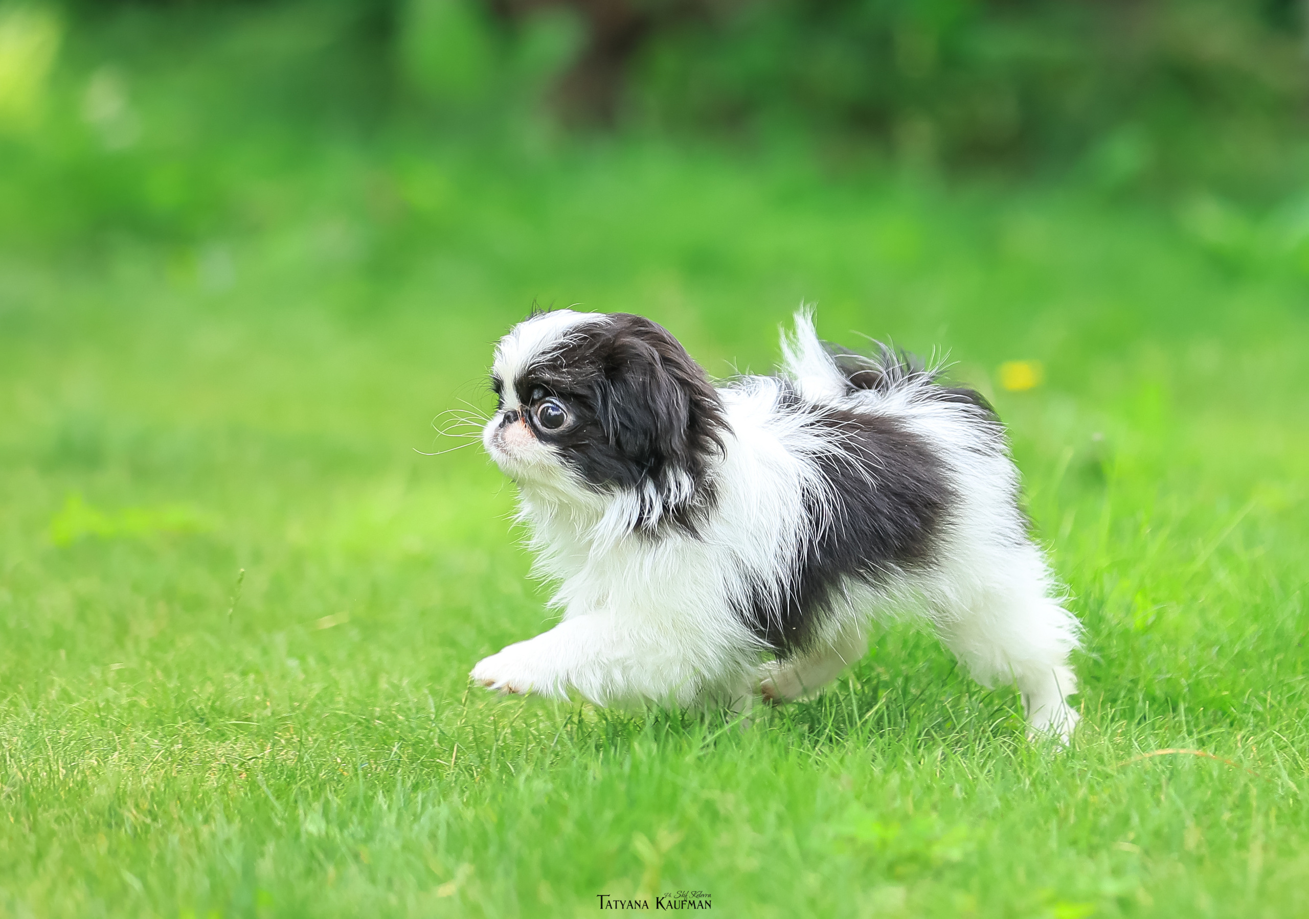 Фотосъемка японских хинов. Фотограф Анималист из Новосибирска Татьяна Кауфман