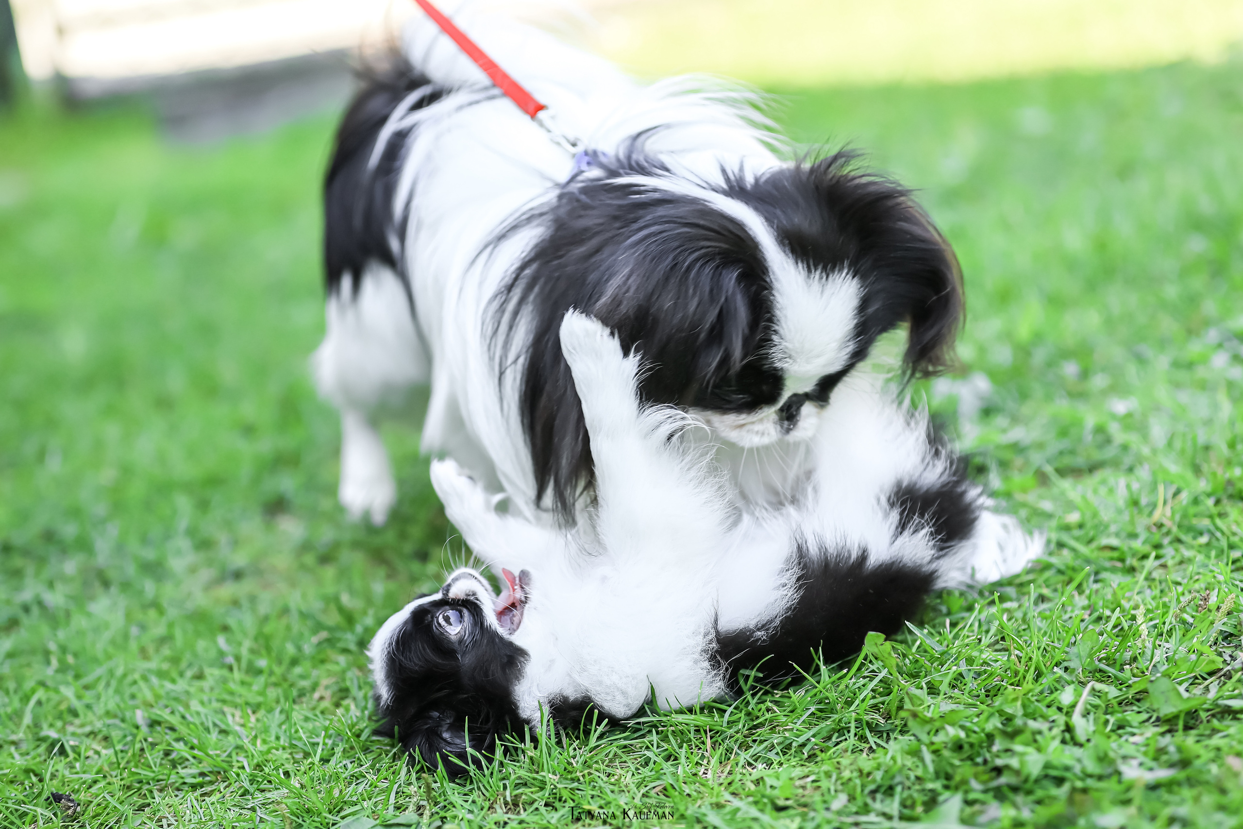 Японский хин, фотография японский хин, собака в цветах, красивая собака, фотограф анималист, фотокурс Анималистика, научиться фотографировать собак, фотограф Новосибирск