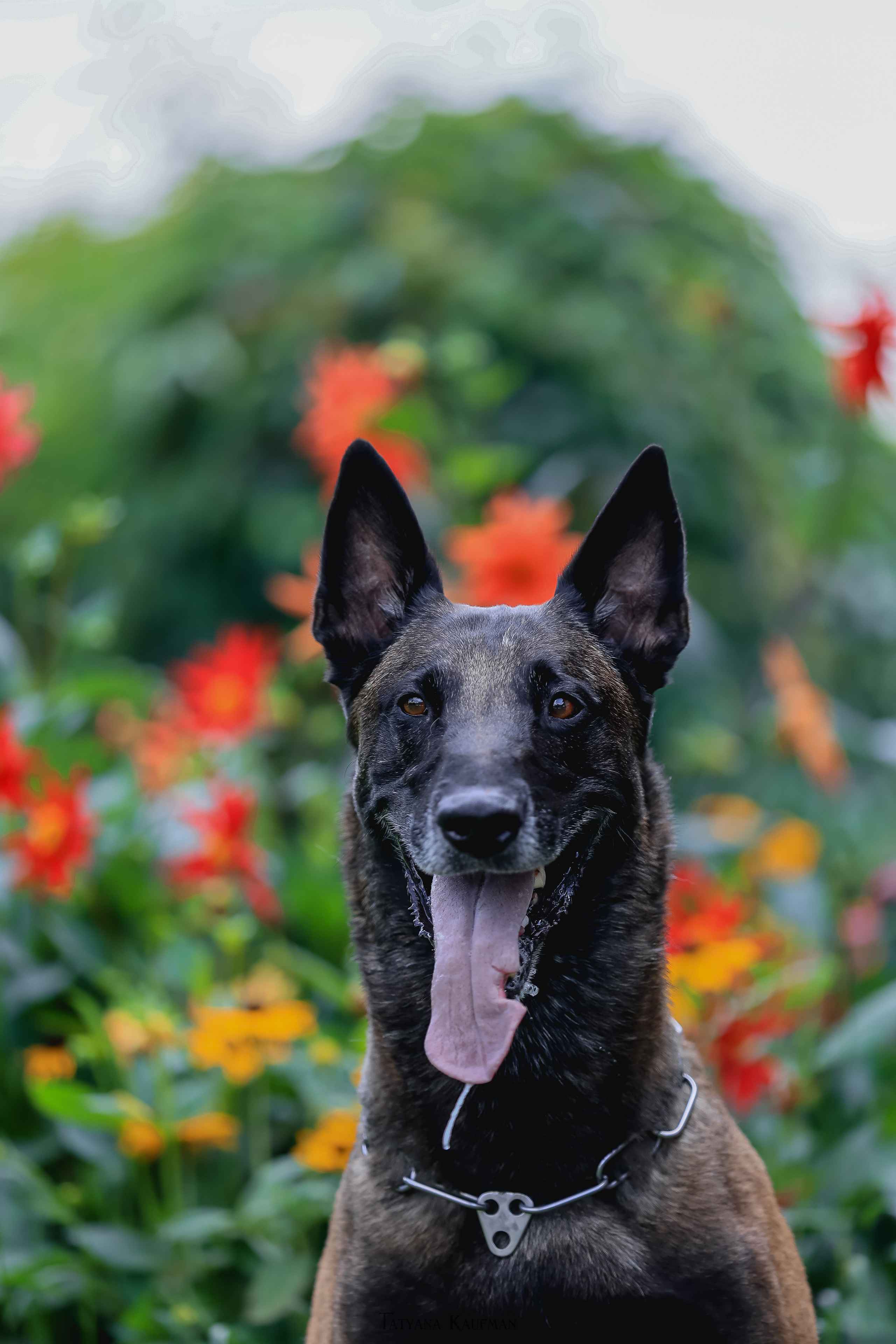 Фотосессия Малинуа. Фотограф Анималист из Новосибирска Татьяна Кауфман