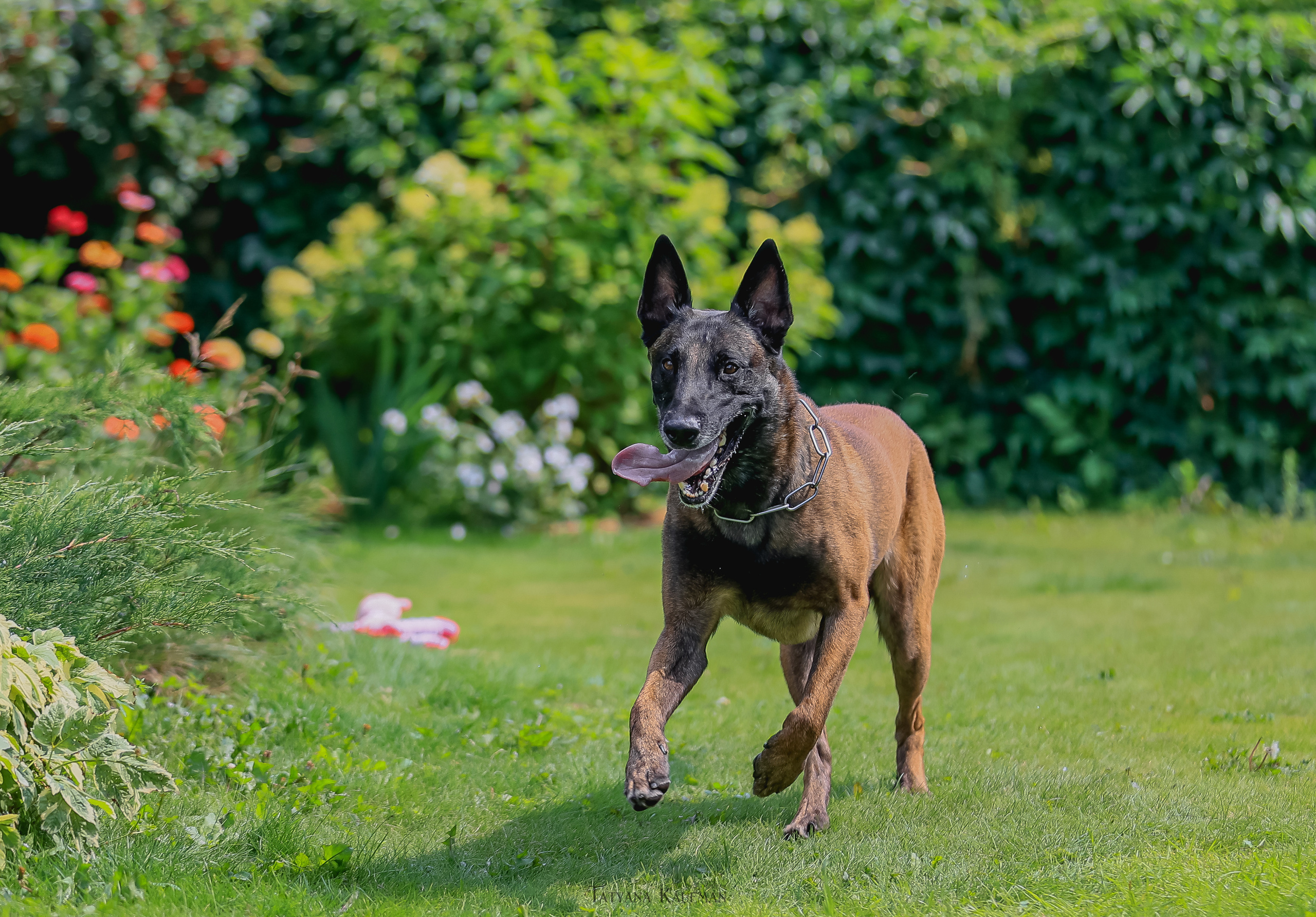 Фотосессия Малинуа. Фотограф Анималист из Новосибирска Татьяна Кауфман
