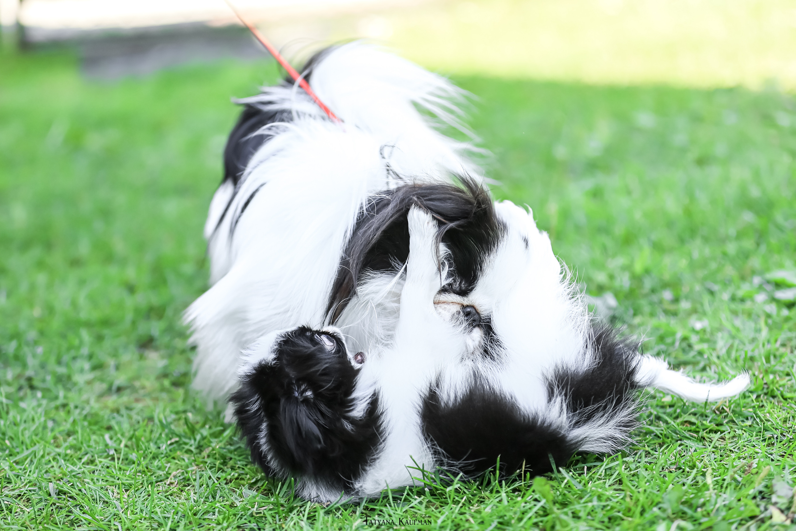 Японский хин, фотография японский хин, собака в цветах, красивая собака, фотограф анималист, фотокурс Анималистика, научиться фотографировать собак, фотограф Новосибирск