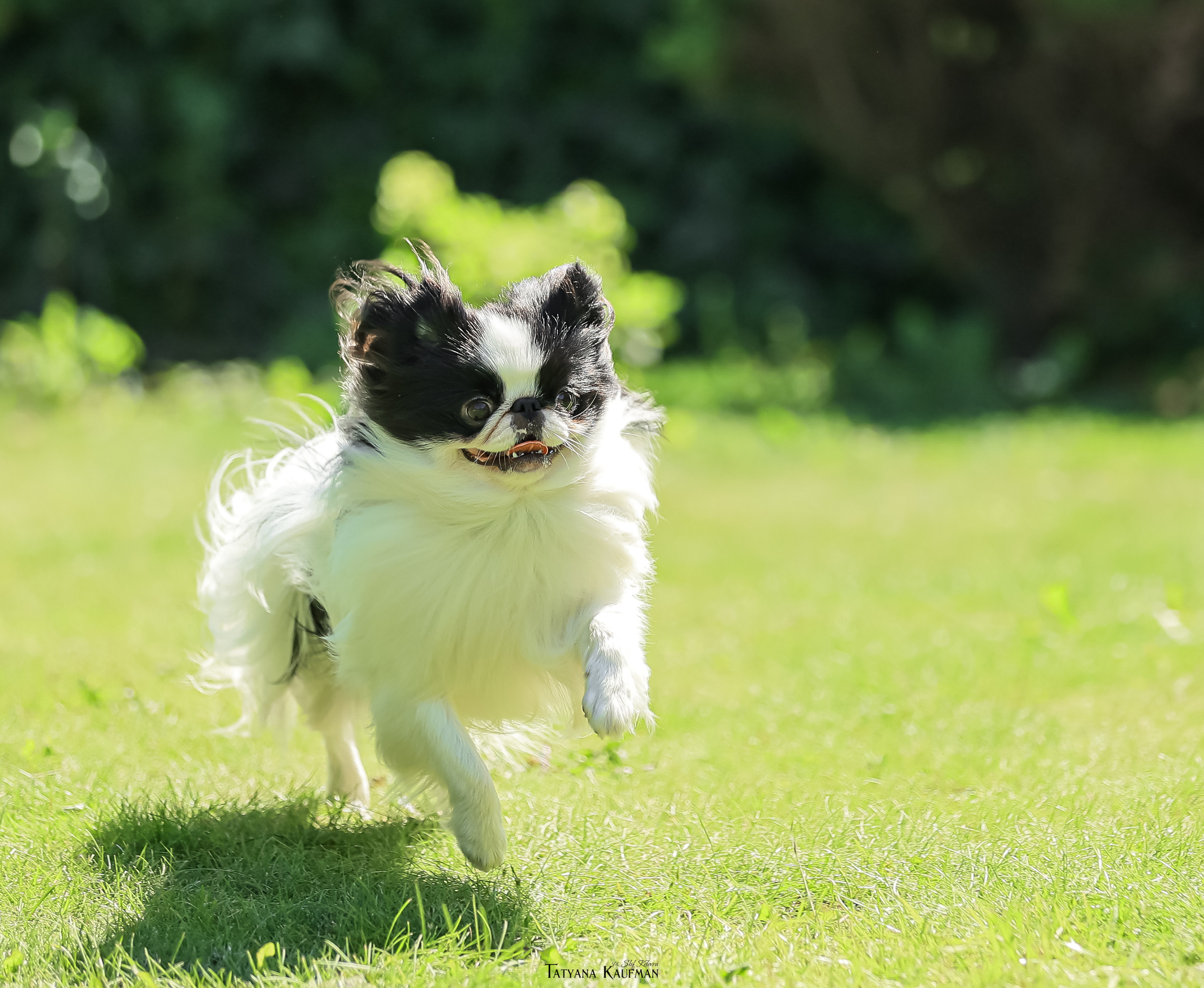Японский хин, фотография японский хин, собака в цветах, красивая собака, фотограф анималист, фотокурс Анималистика, научиться фотографировать собак, фотограф Новосибирск