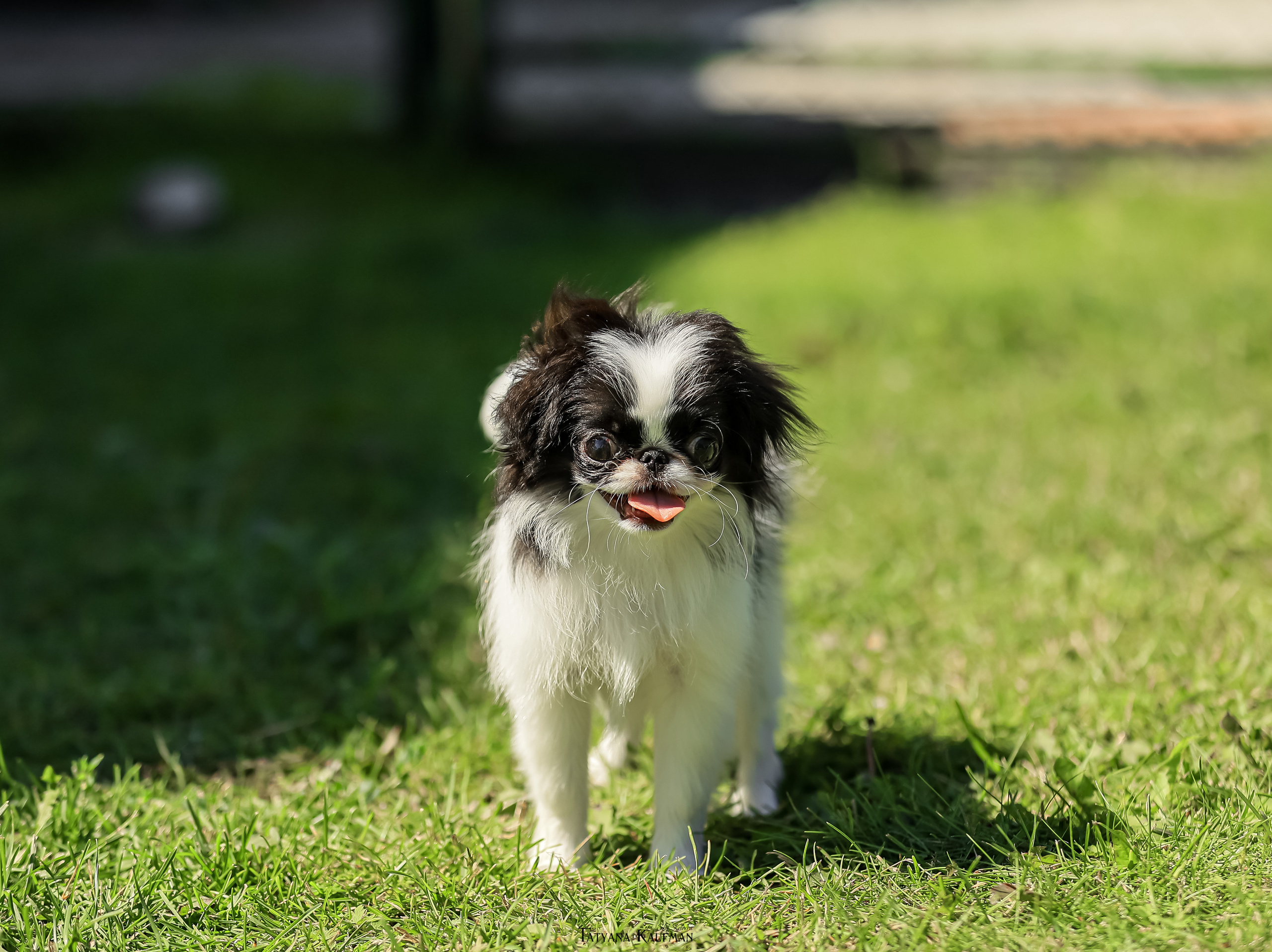 Японский хин, фотография японский хин, собака в цветах, красивая собака, фотограф анималист, фотокурс Анималистика, научиться фотографировать собак, фотограф Новосибирск
