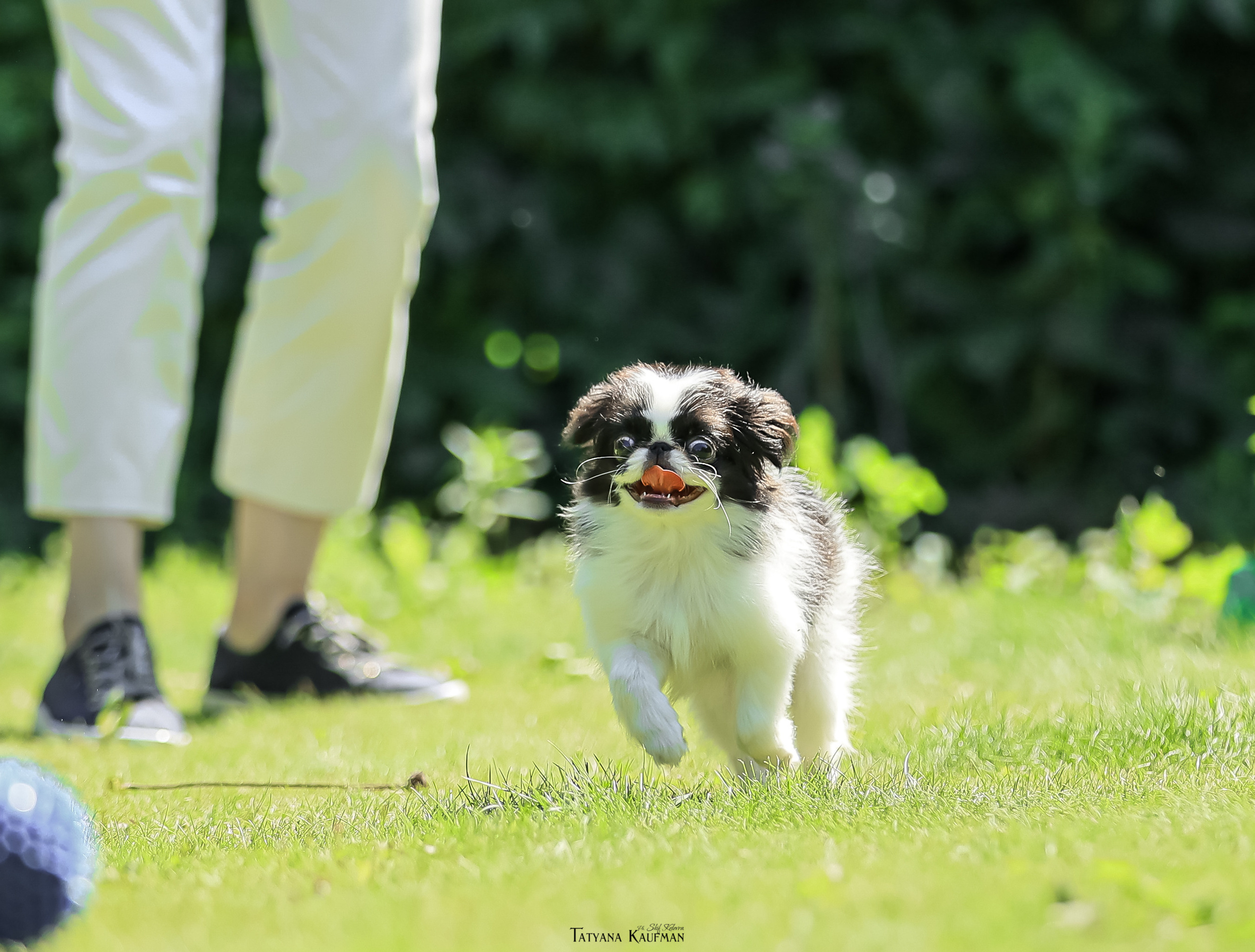 Японский хин, фотография японский хин, собака в цветах, красивая собака, фотограф анималист, фотокурс Анималистика, научиться фотографировать собак, фотограф Новосибирск