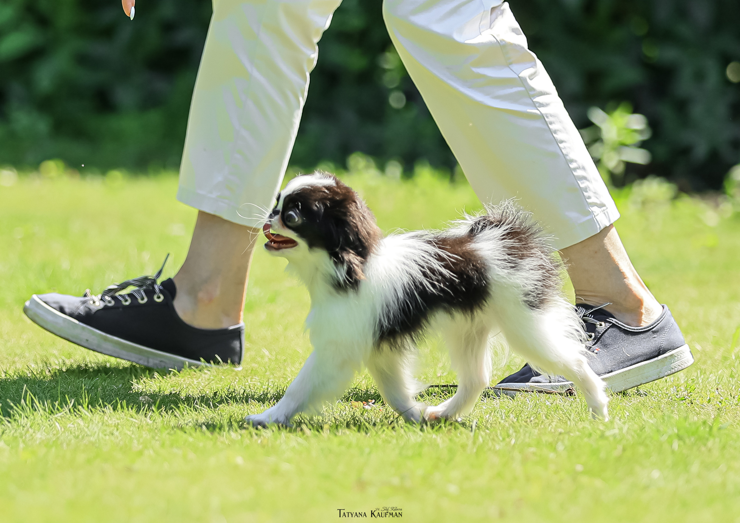 Японский хин, фотография японский хин, собака в цветах, красивая собака, фотограф анималист, фотокурс Анималистика, научиться фотографировать собак, фотограф Новосибирск