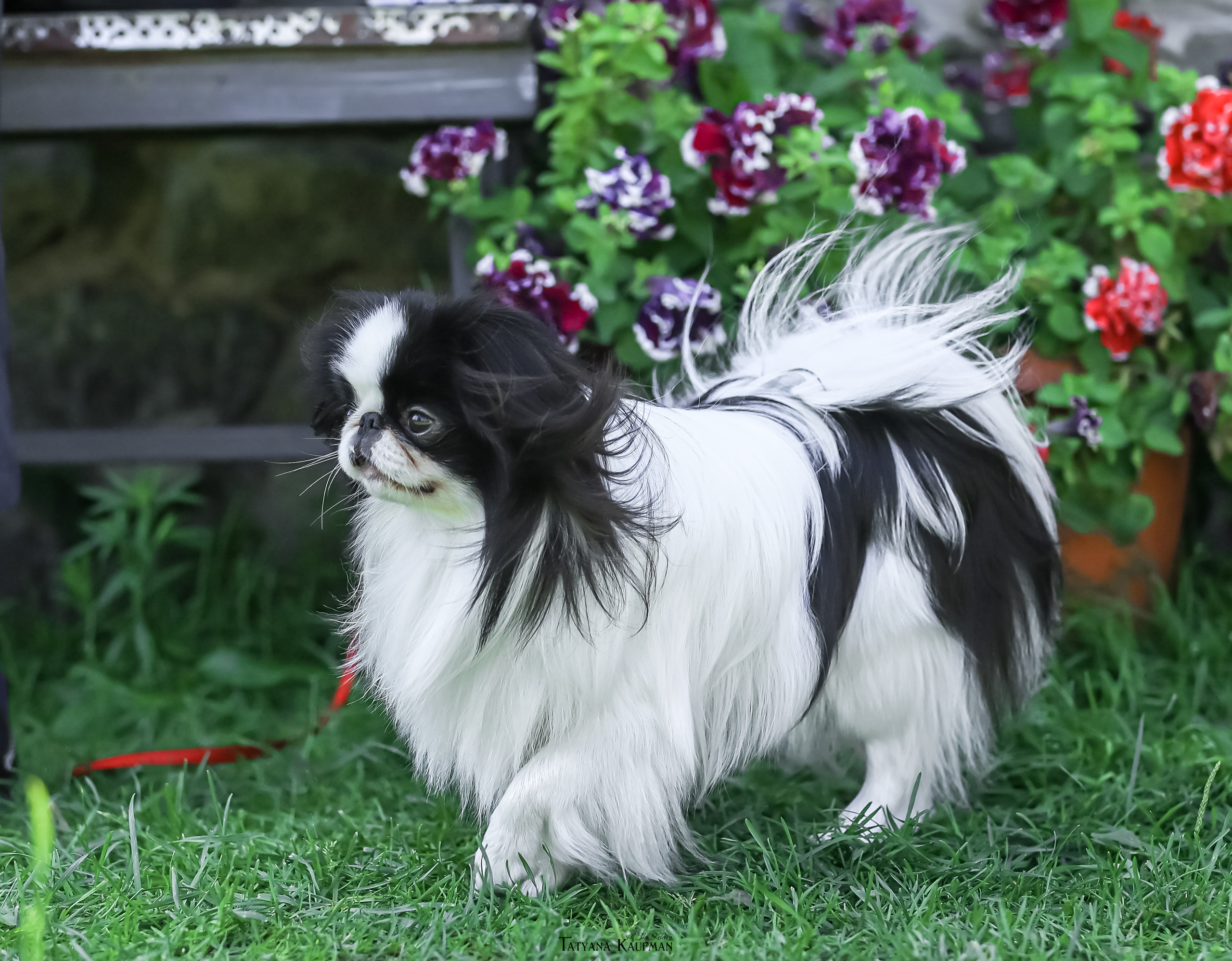 Японский хин, фотография японский хин, собака в цветах, красивая собака, фотограф анималист, фотокурс Анималистика, научиться фотографировать собак, фотограф Новосибирск