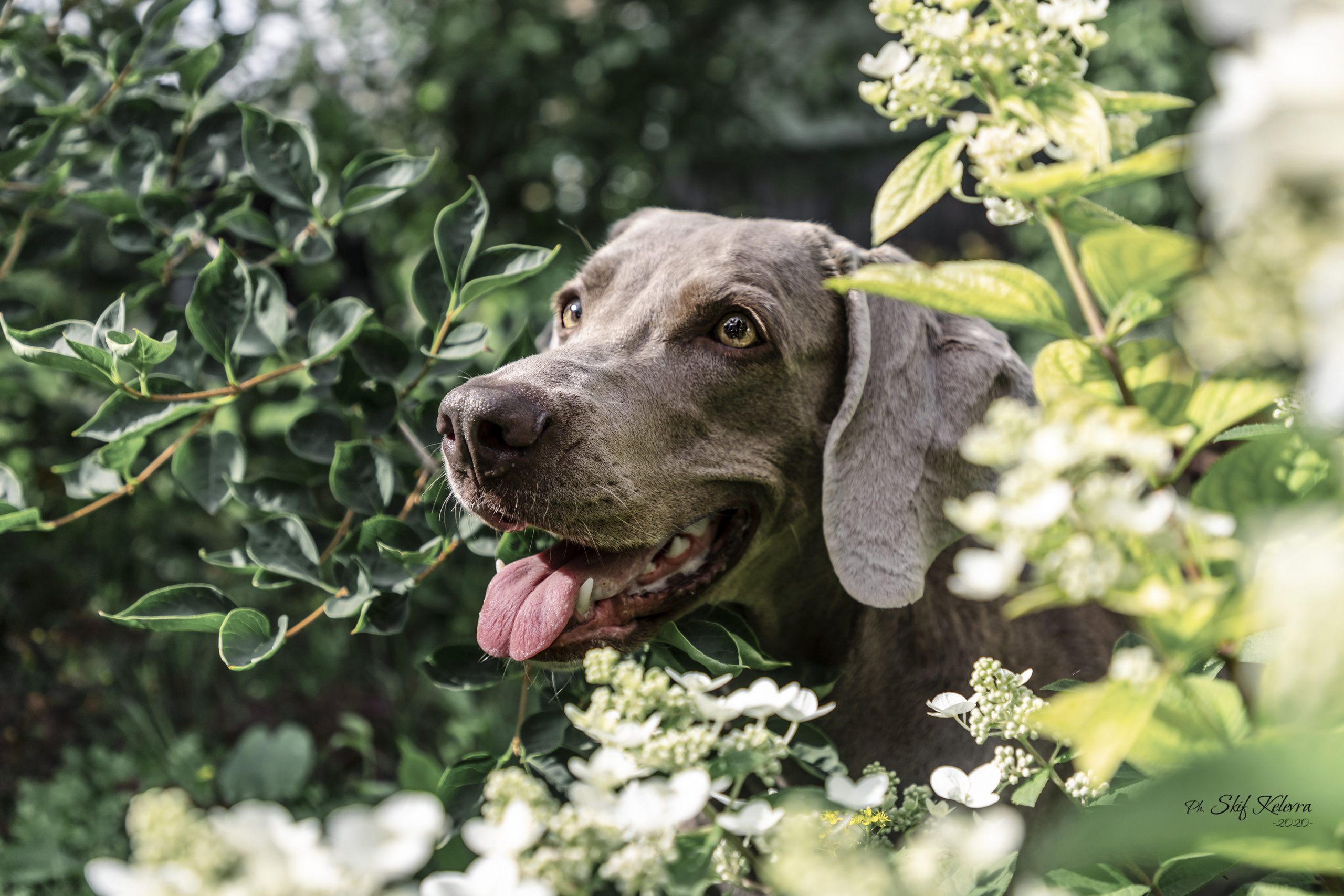 Фотограф Анималист Новосибирск Татьяна Кауфман. Фотографирую собаку. Фотосессия щенков. Фотосессия собак. Заказать съемки. Заказать фотосессию в Новосибирске. Фотосессия Новосибирск. Анималистика. Как фотографировать собак? Как сфотографировать собаку? Как фотографировать собак в движении. Съемка на выставке. Экстерьерная фотосессия
