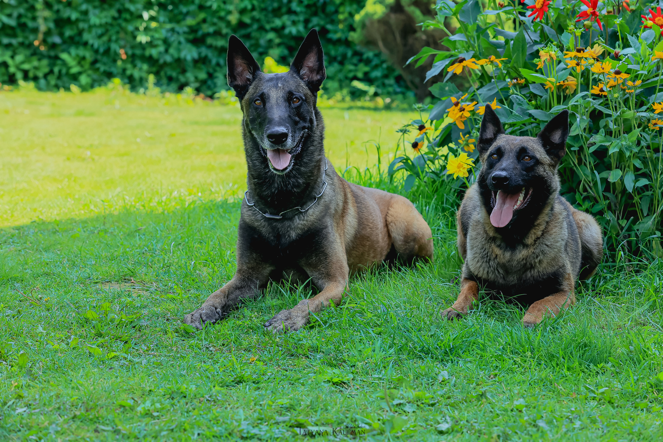 Фотосессия Малинуа. Фотограф Анималист из Новосибирска Татьяна Кауфман