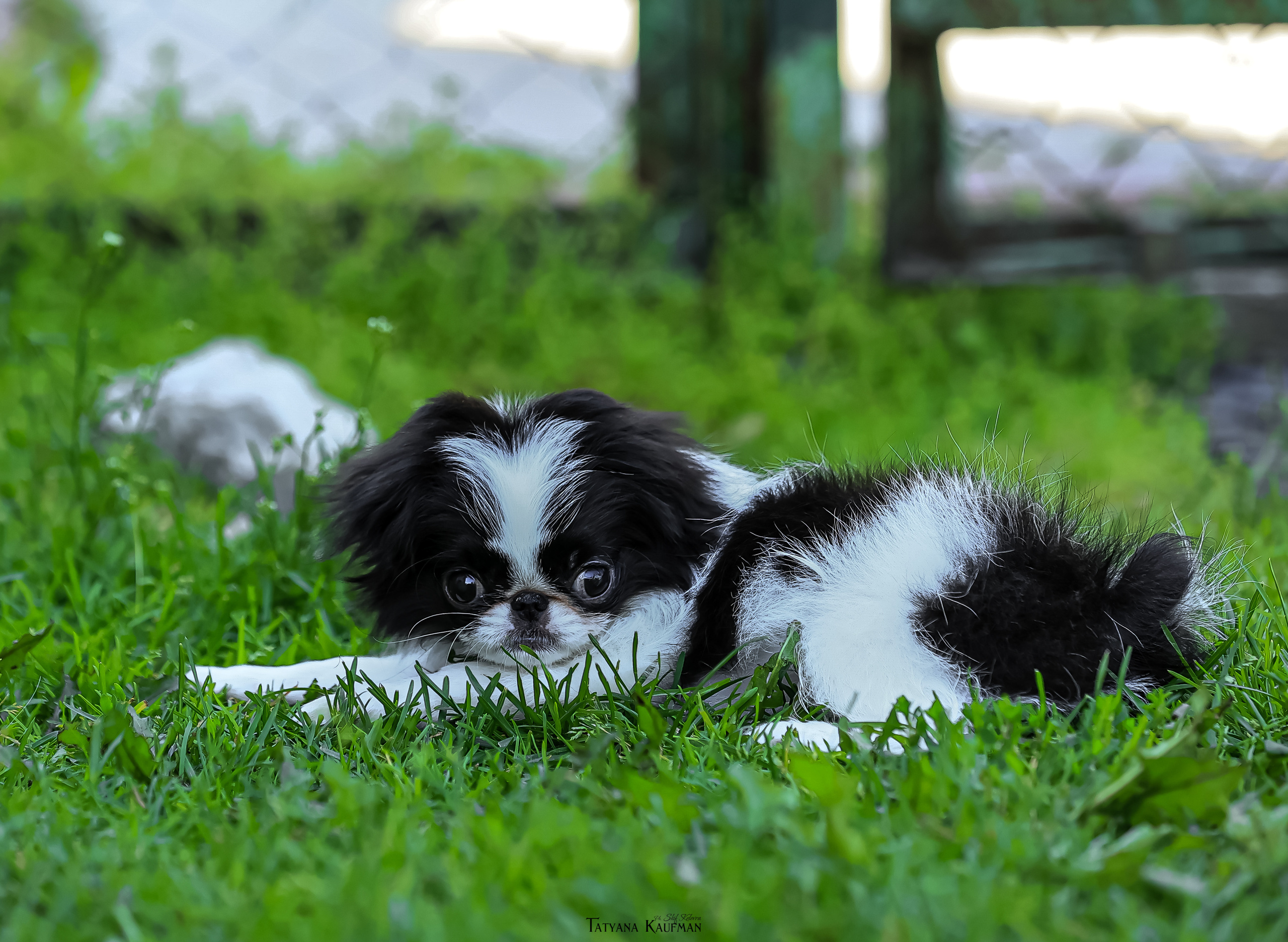 Японский хин, фотография японский хин, собака в цветах, красивая собака, фотограф анималист, фотокурс Анималистика, научиться фотографировать собак, фотограф Новосибирск