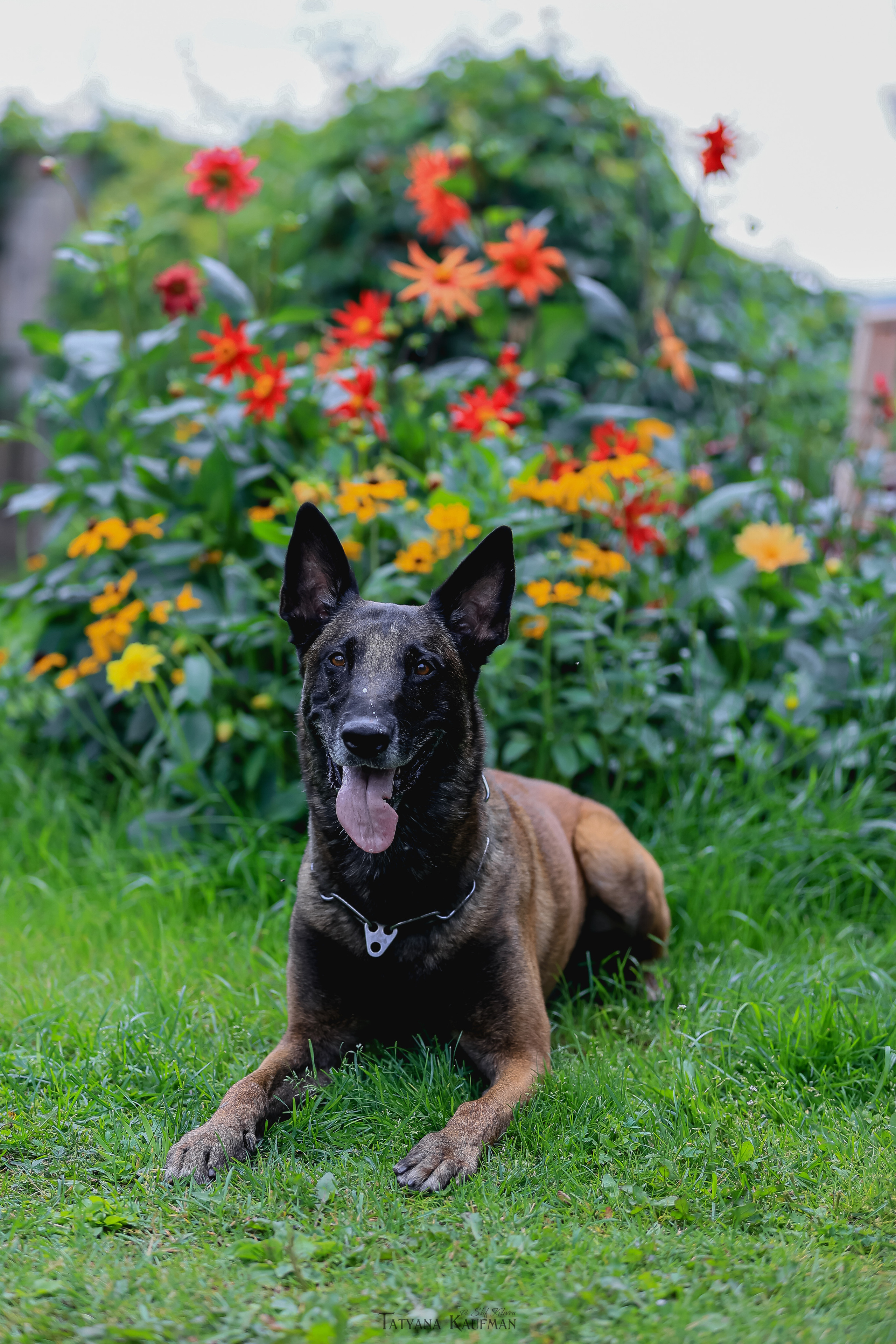 Фотосессия Малинуа. Фотограф Анималист из Новосибирска Татьяна Кауфман