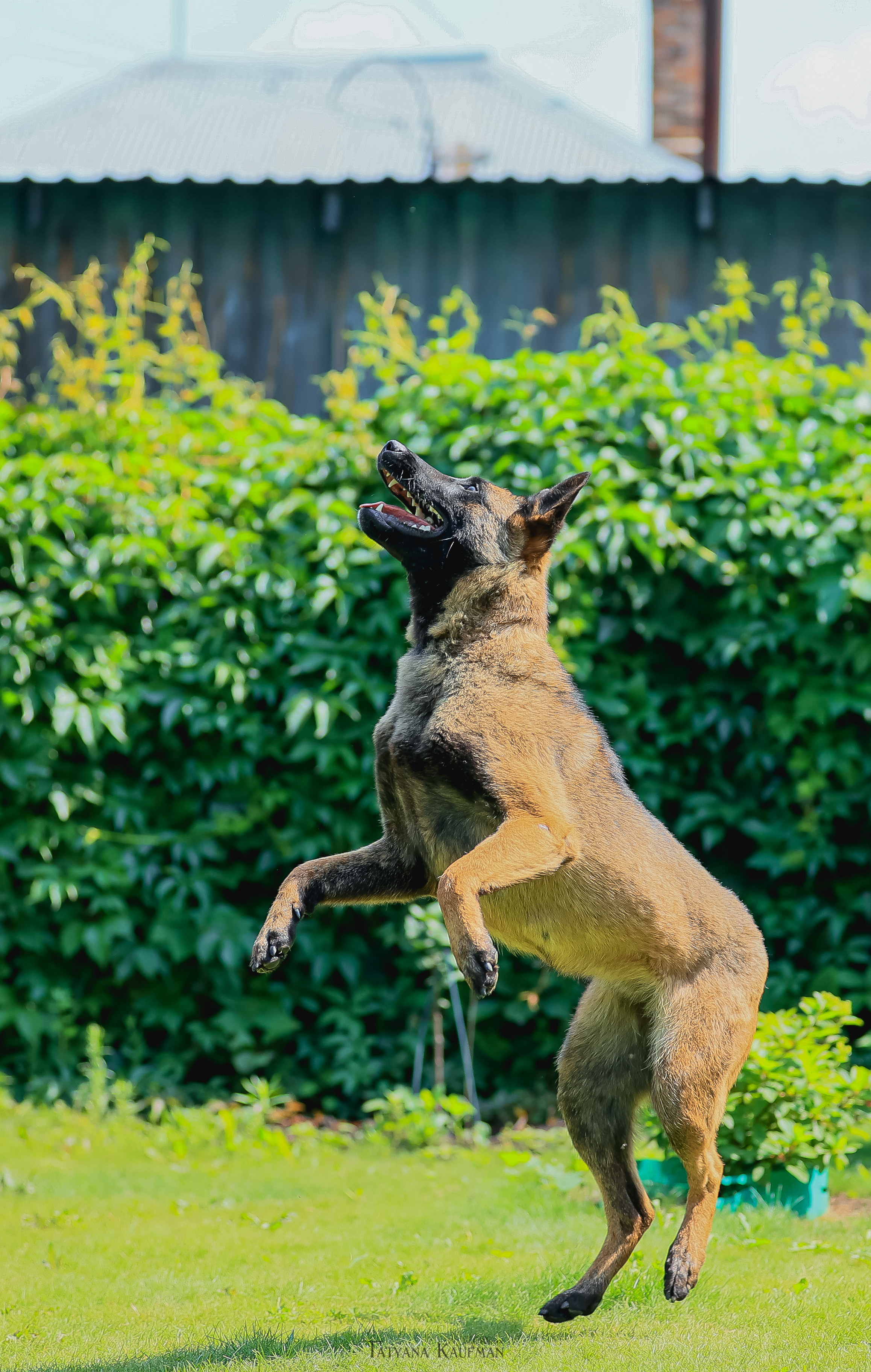 Фотосессия Малинуа. Фотограф Анималист из Новосибирска Татьяна Кауфман