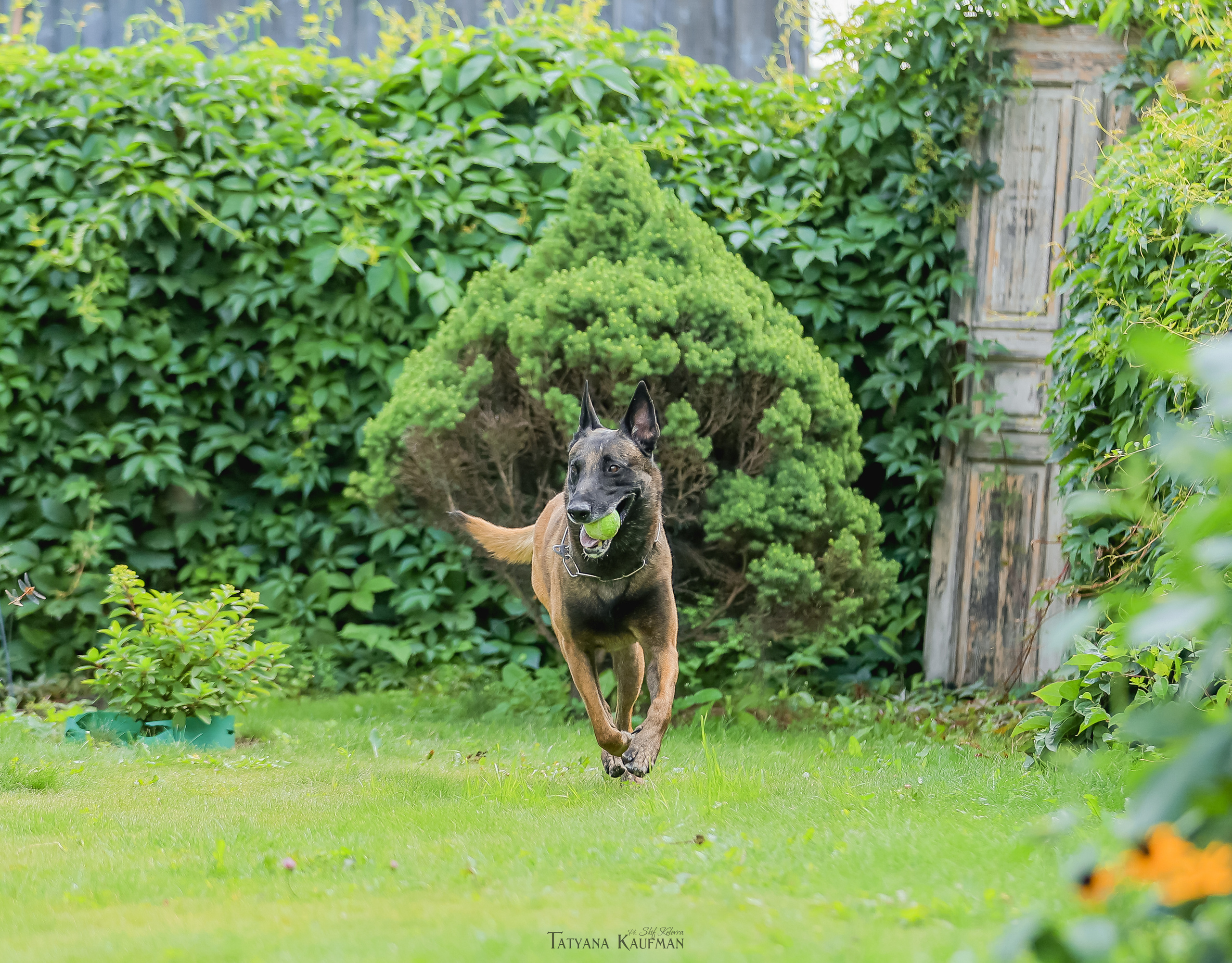 Фотосессия Малинуа. Фотограф Анималист из Новосибирска Татьяна Кауфман