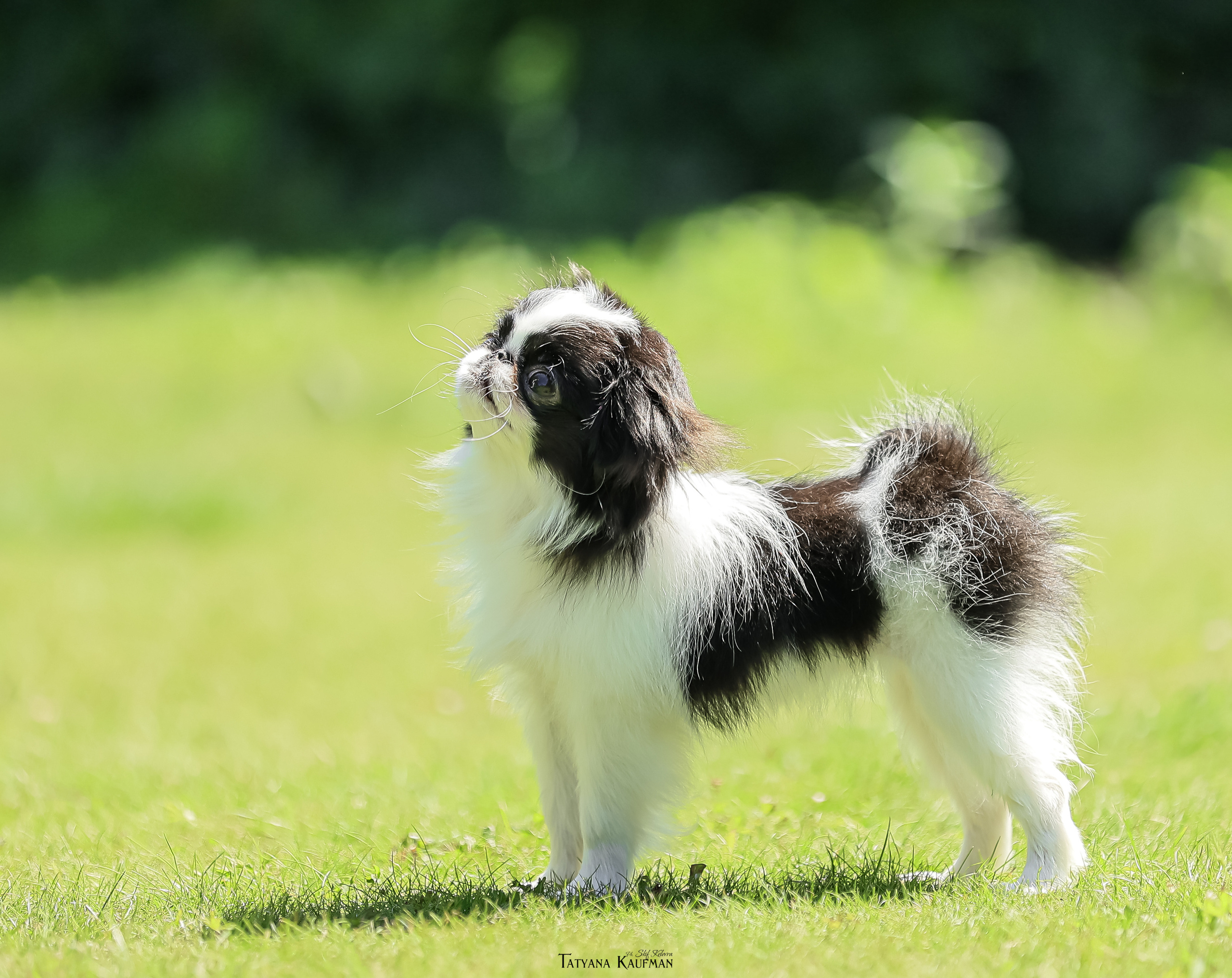 Японский хин, фотография японский хин, собака в цветах, красивая собака, фотограф анималист, фотокурс Анималистика, научиться фотографировать собак, фотограф Новосибирск