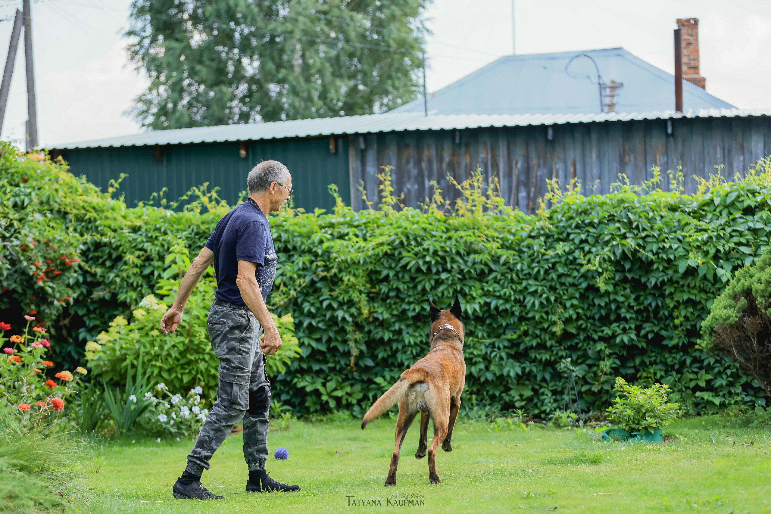 Фотосессия Малинуа. Фотограф Анималист из Новосибирска Татьяна Кауфман