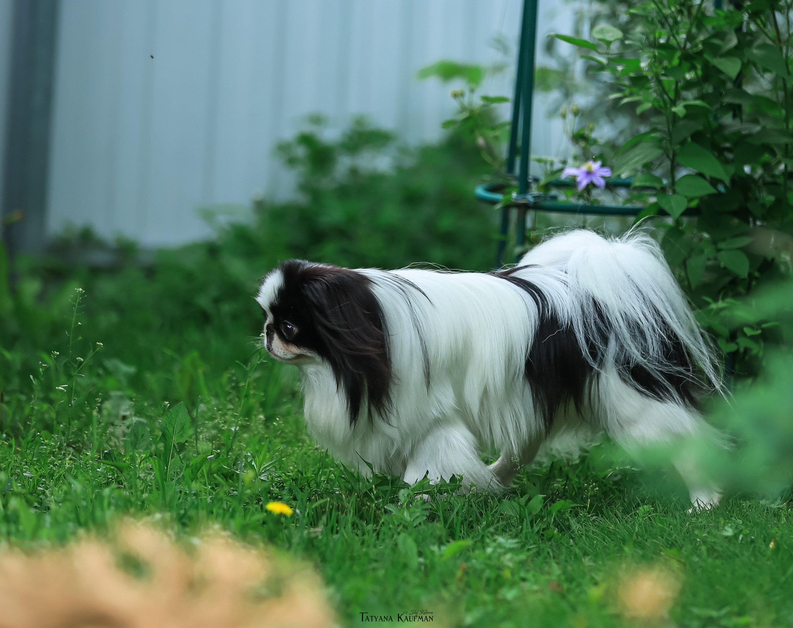 Фотосъемка японских хинов. Фотограф Анималист из Новосибирска Татьяна Кауфман