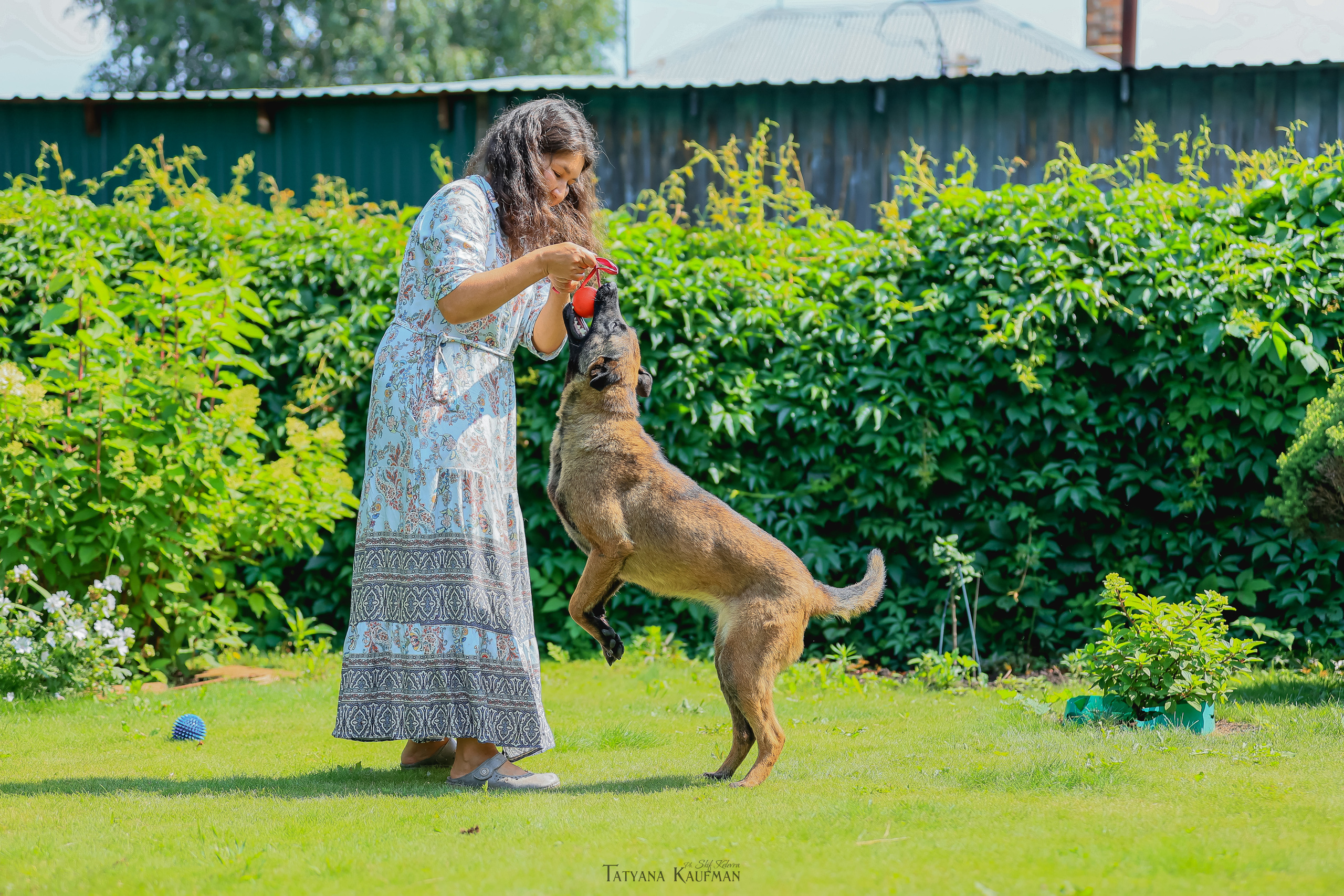 Фотосессия Малинуа. Фотограф Анималист из Новосибирска Татьяна Кауфман
