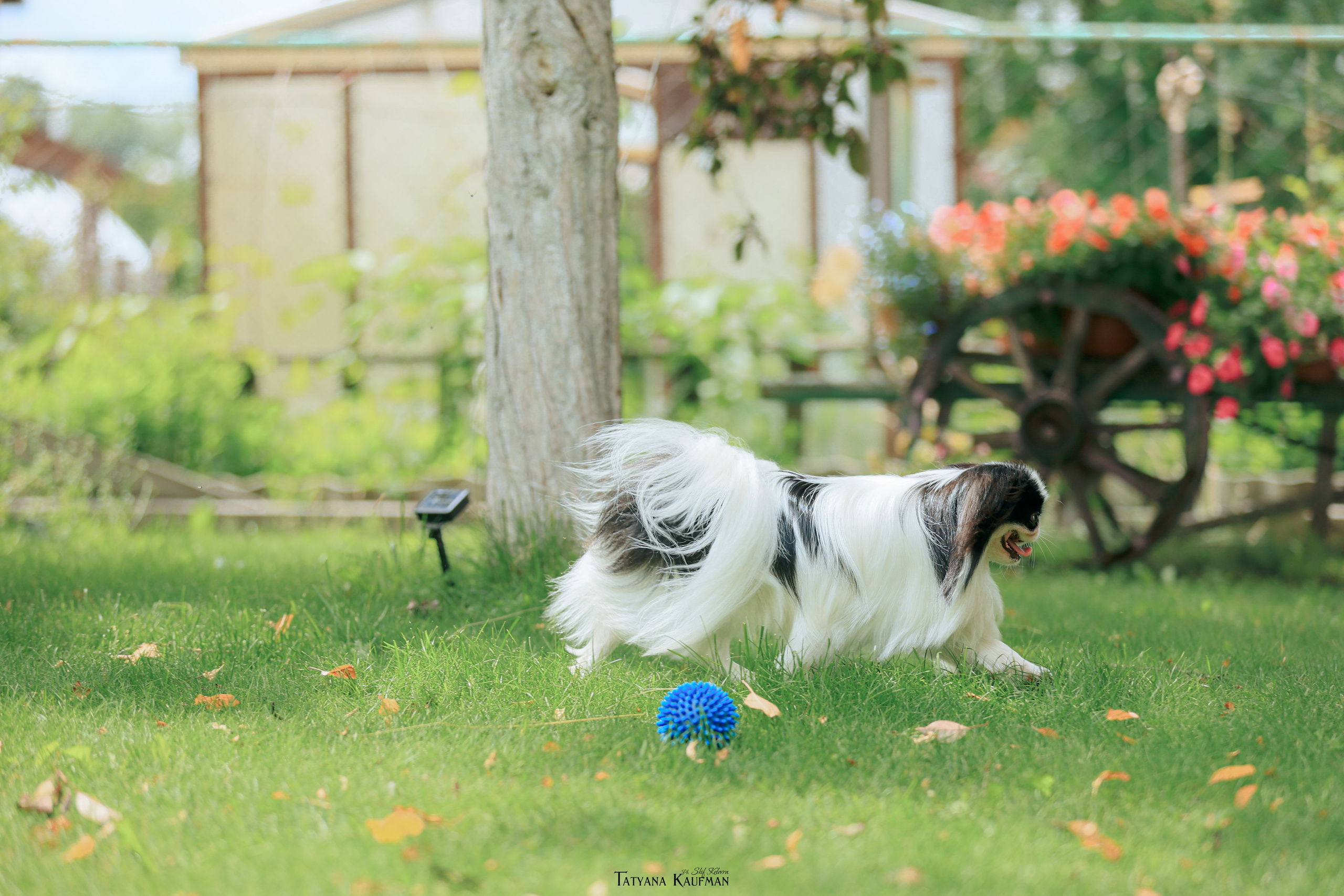 Фотосъемка японских хинов. Фотограф Анималист из Новосибирска Татьяна Кауфман