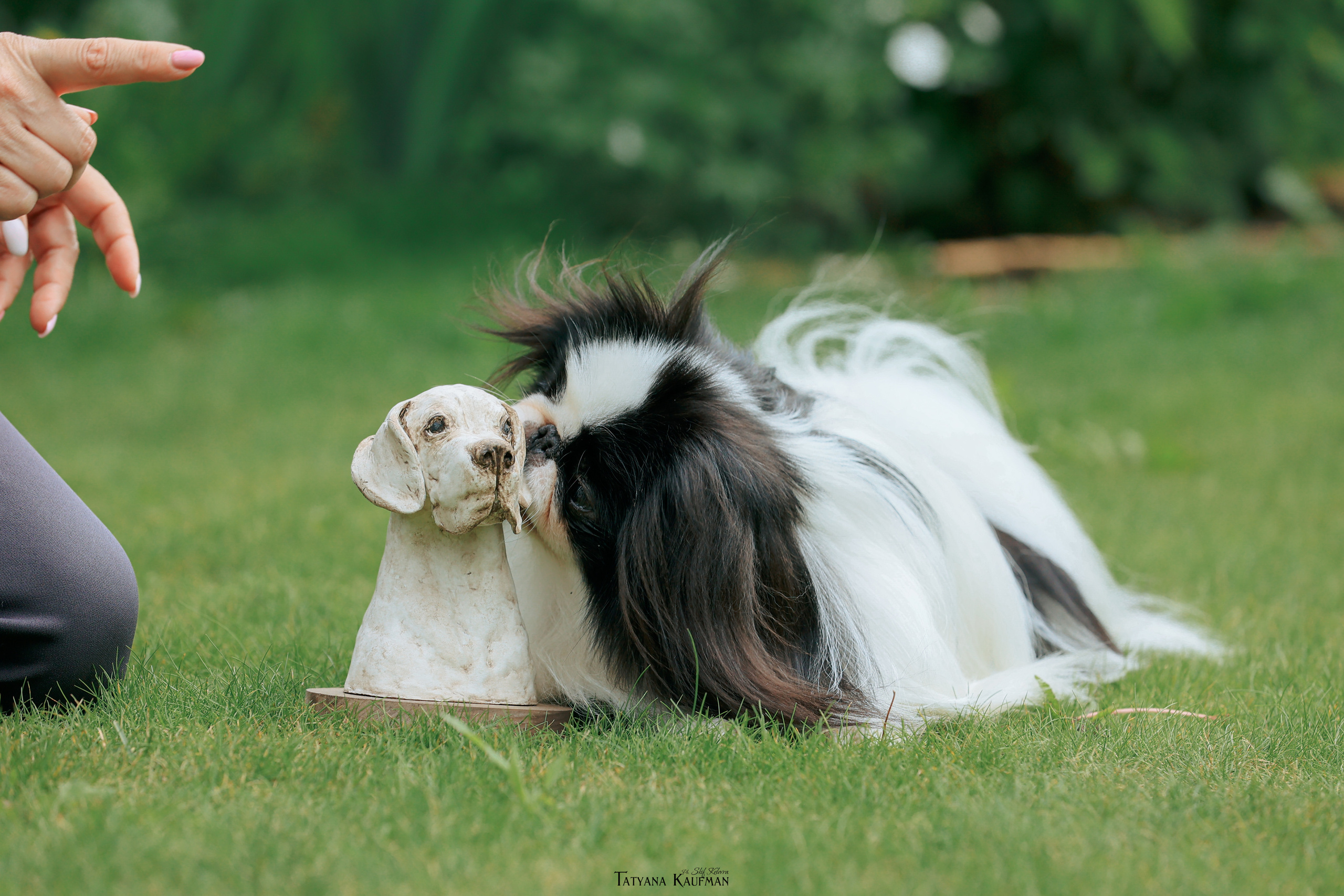Фотосъемка японских хинов. Фотограф Анималист из Новосибирска Татьяна Кауфман