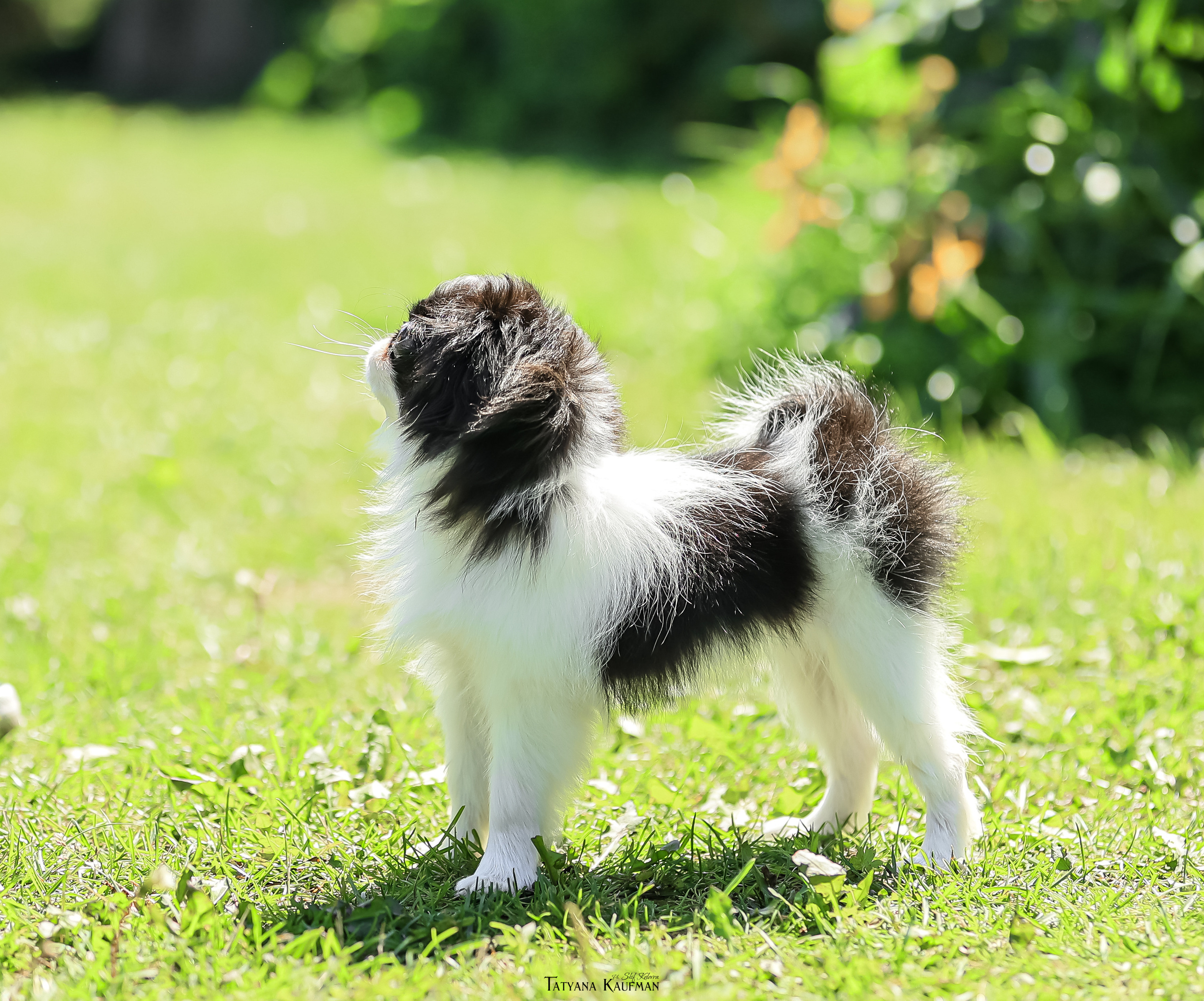Японский хин, фотография японский хин, собака в цветах, красивая собака, фотограф анималист, фотокурс Анималистика, научиться фотографировать собак, фотограф Новосибирск